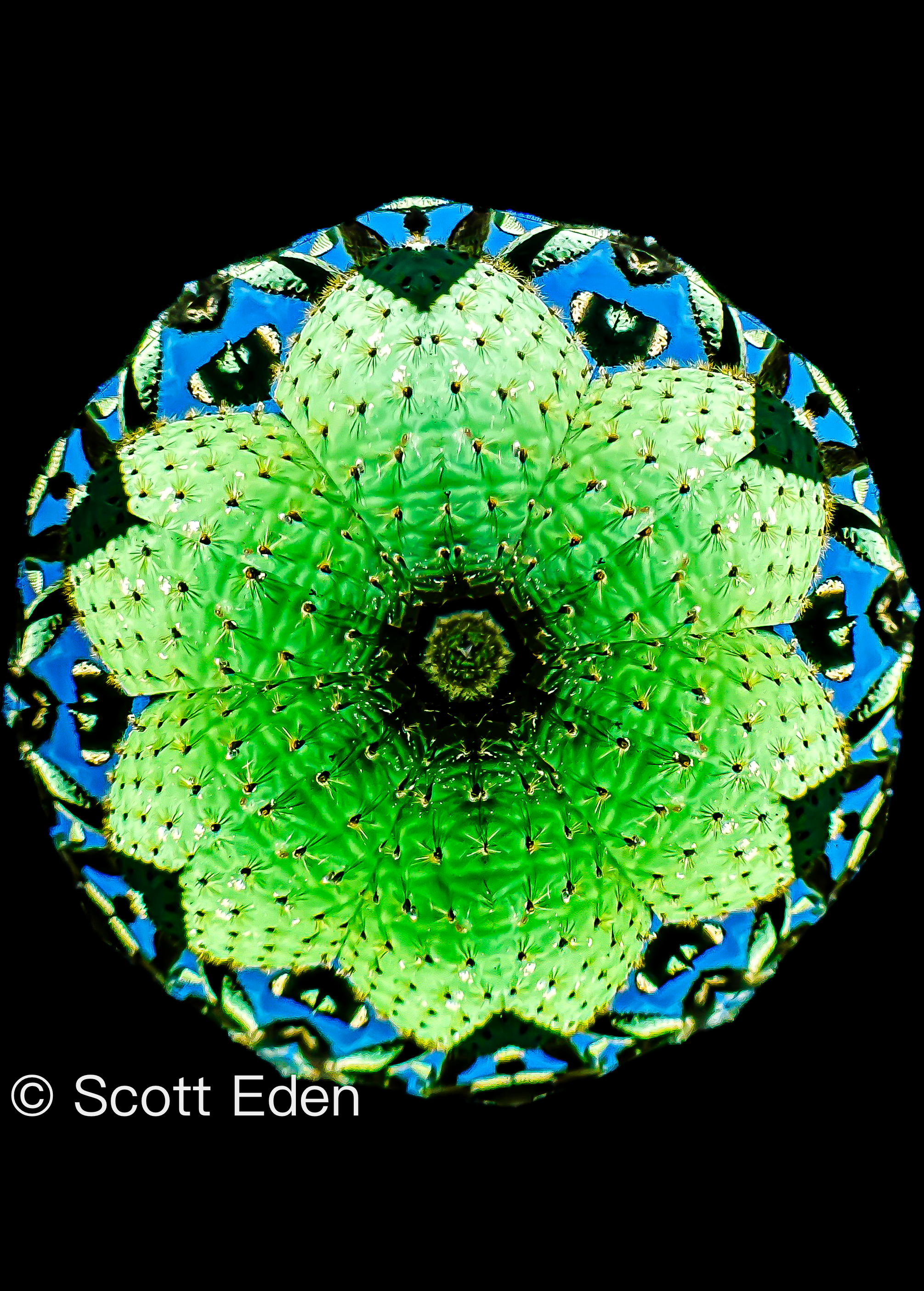 Cactus in the Galapagos #1