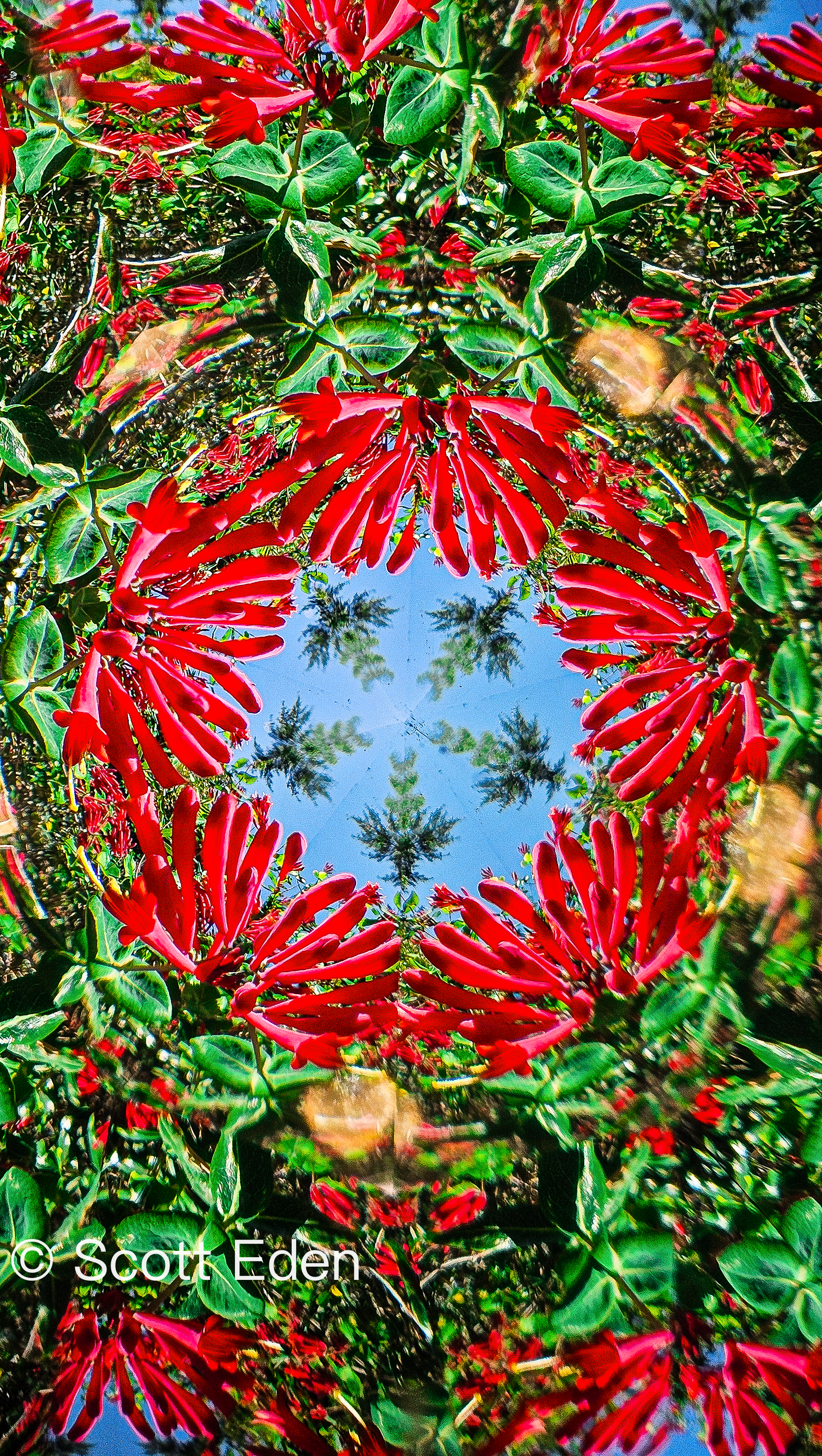 Coral Honeysuckle 2025