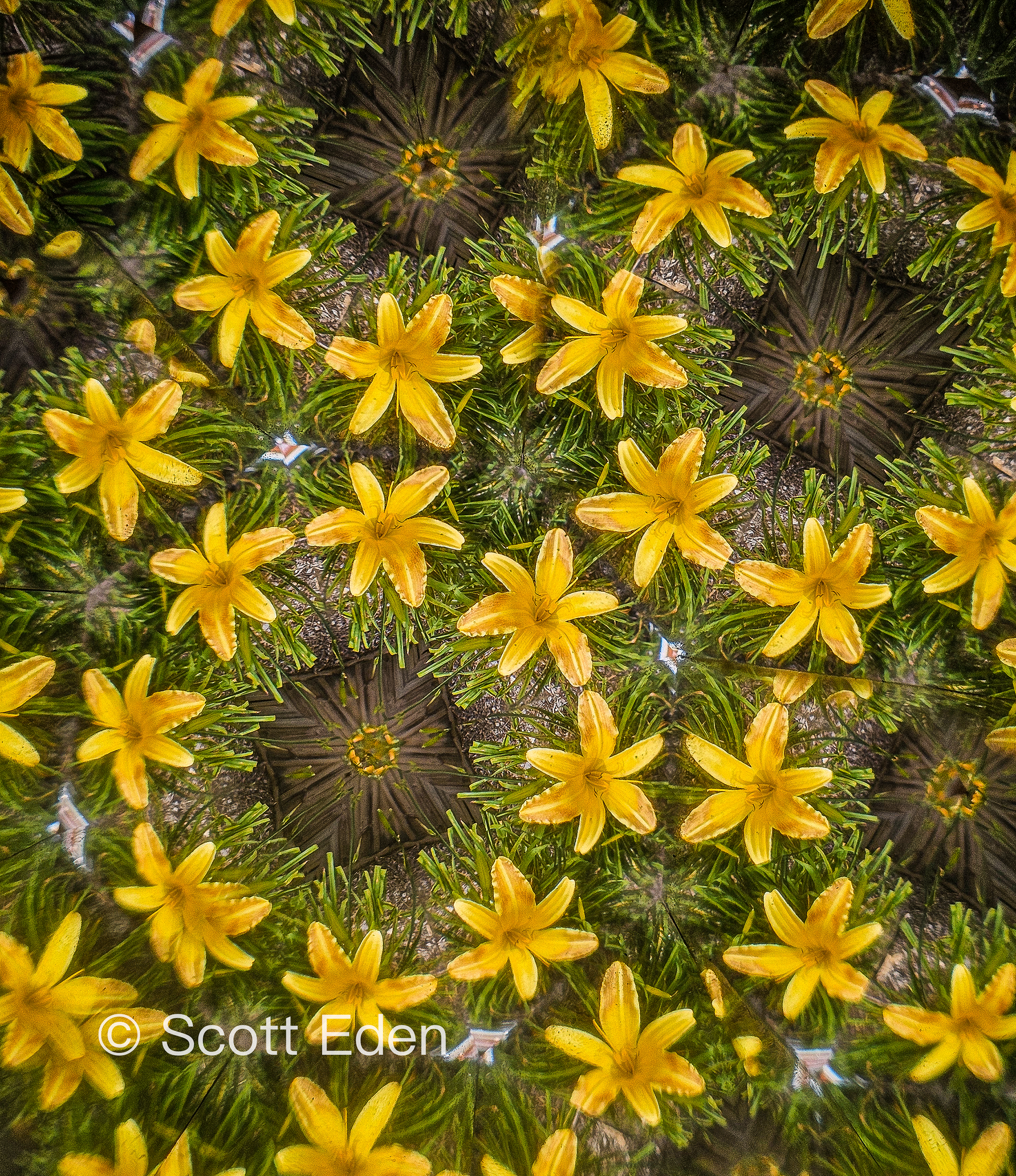 Yellow Daylilies