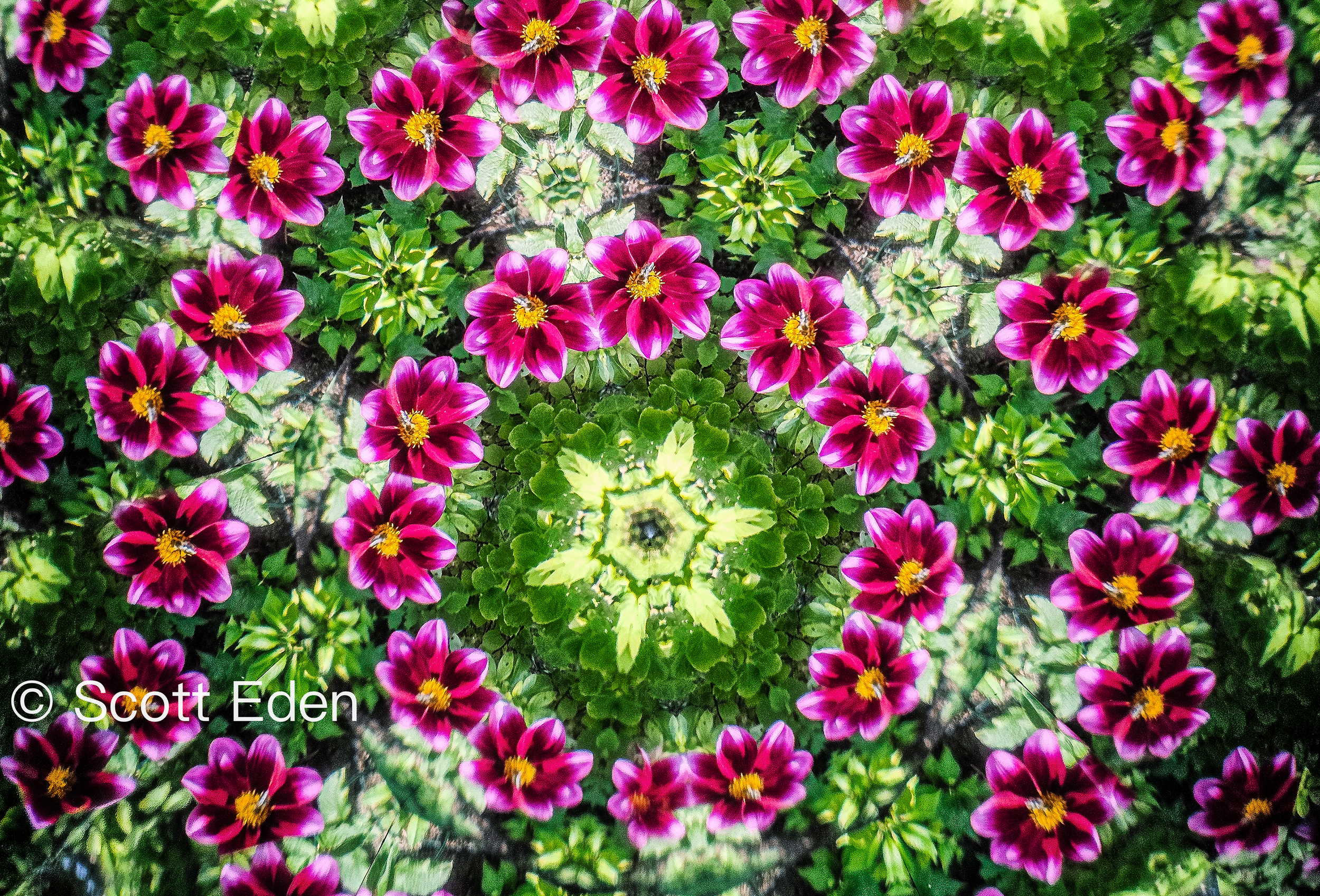 Dahlias #2