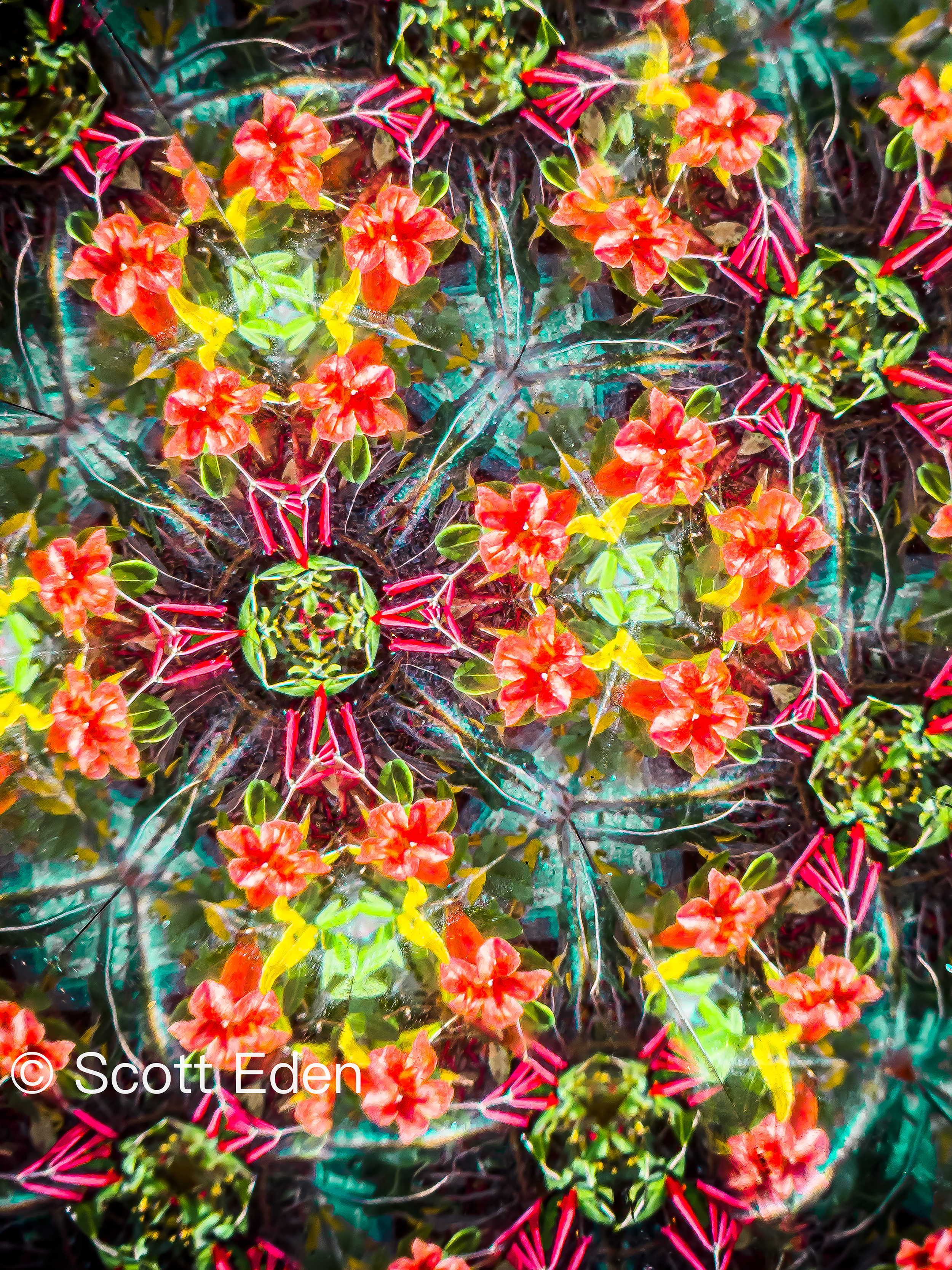 Coral Honeysuckle and Crossvine