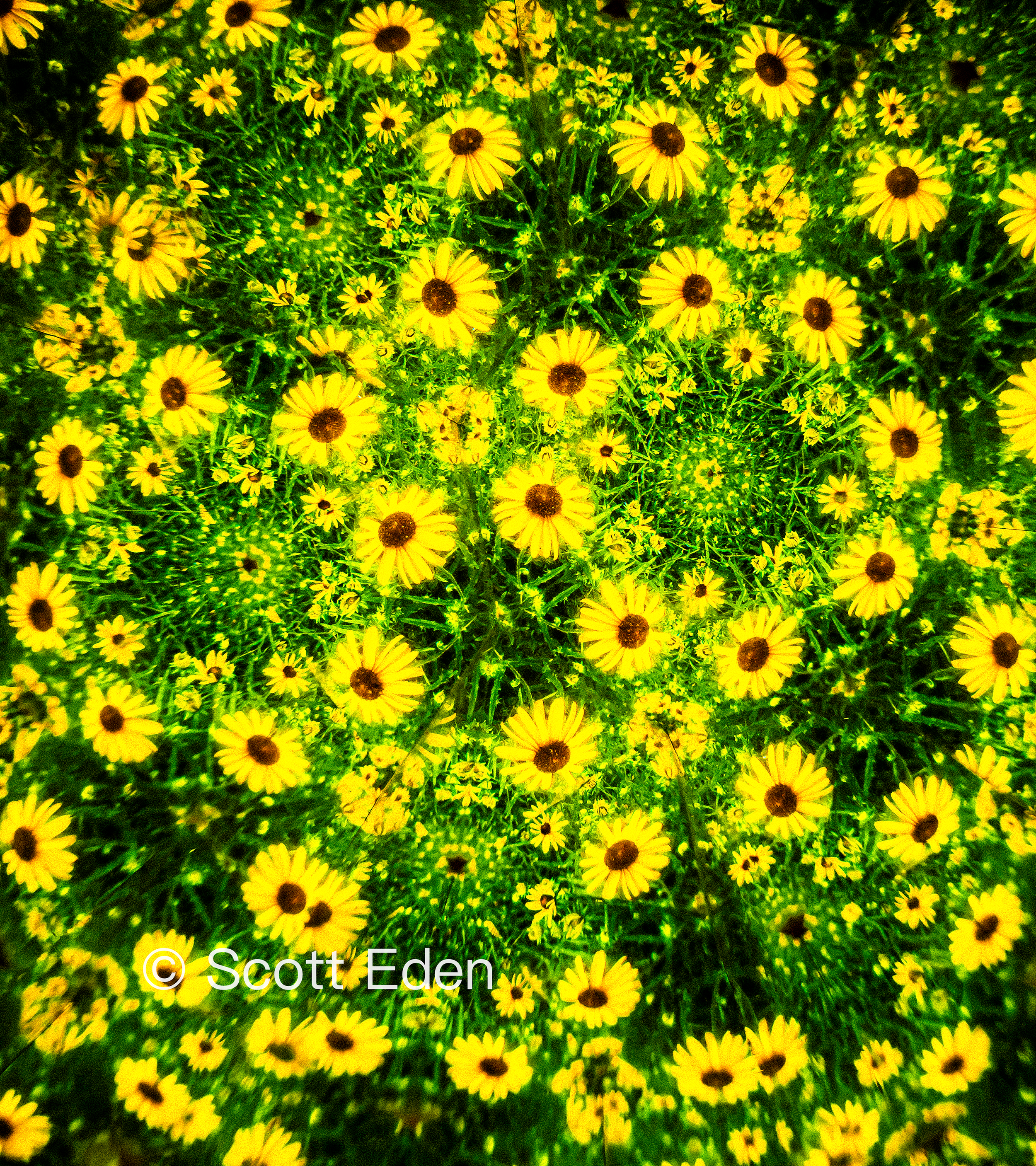 Black Eyed Susans #1
