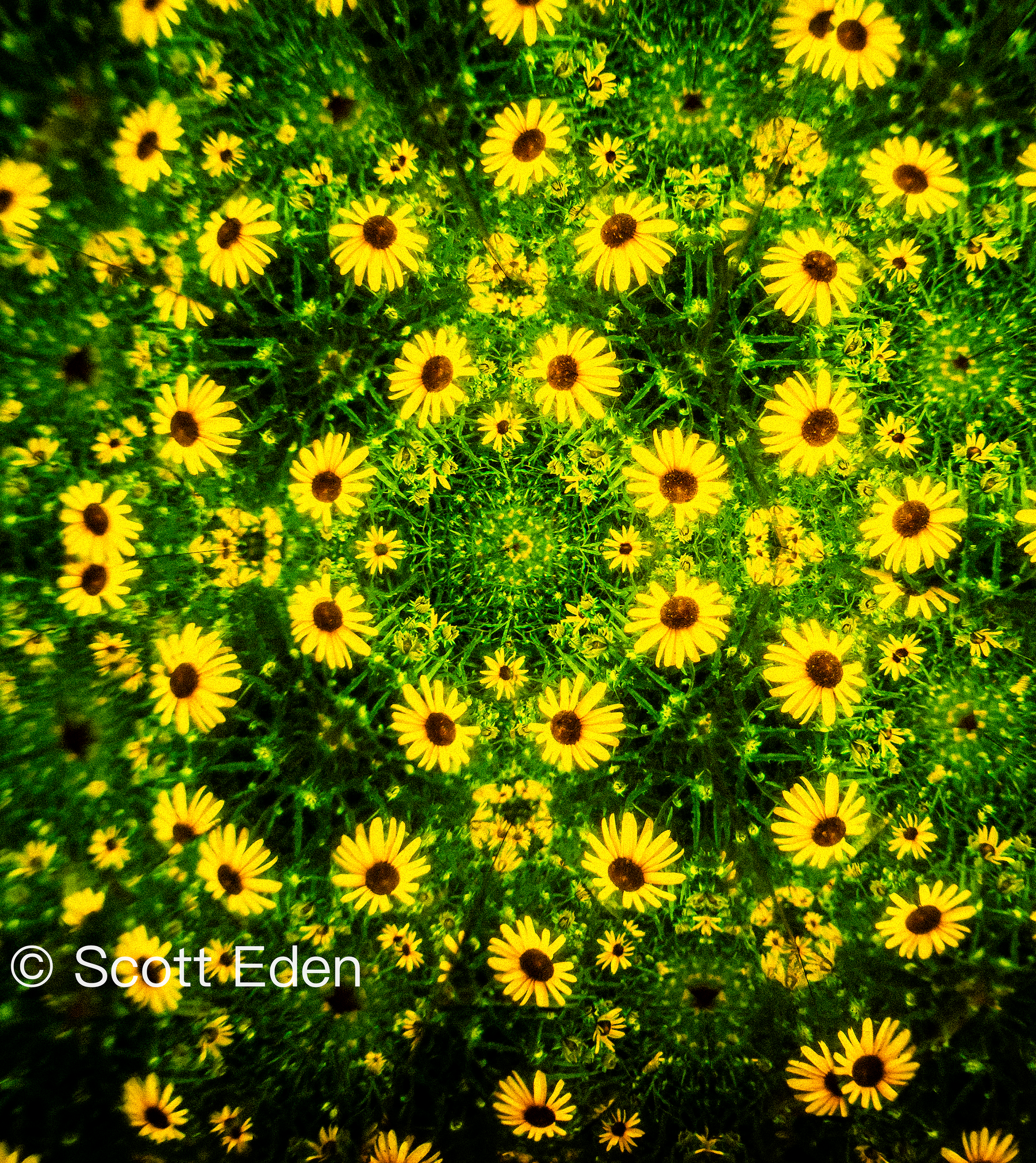 Black Eyed Susans #2