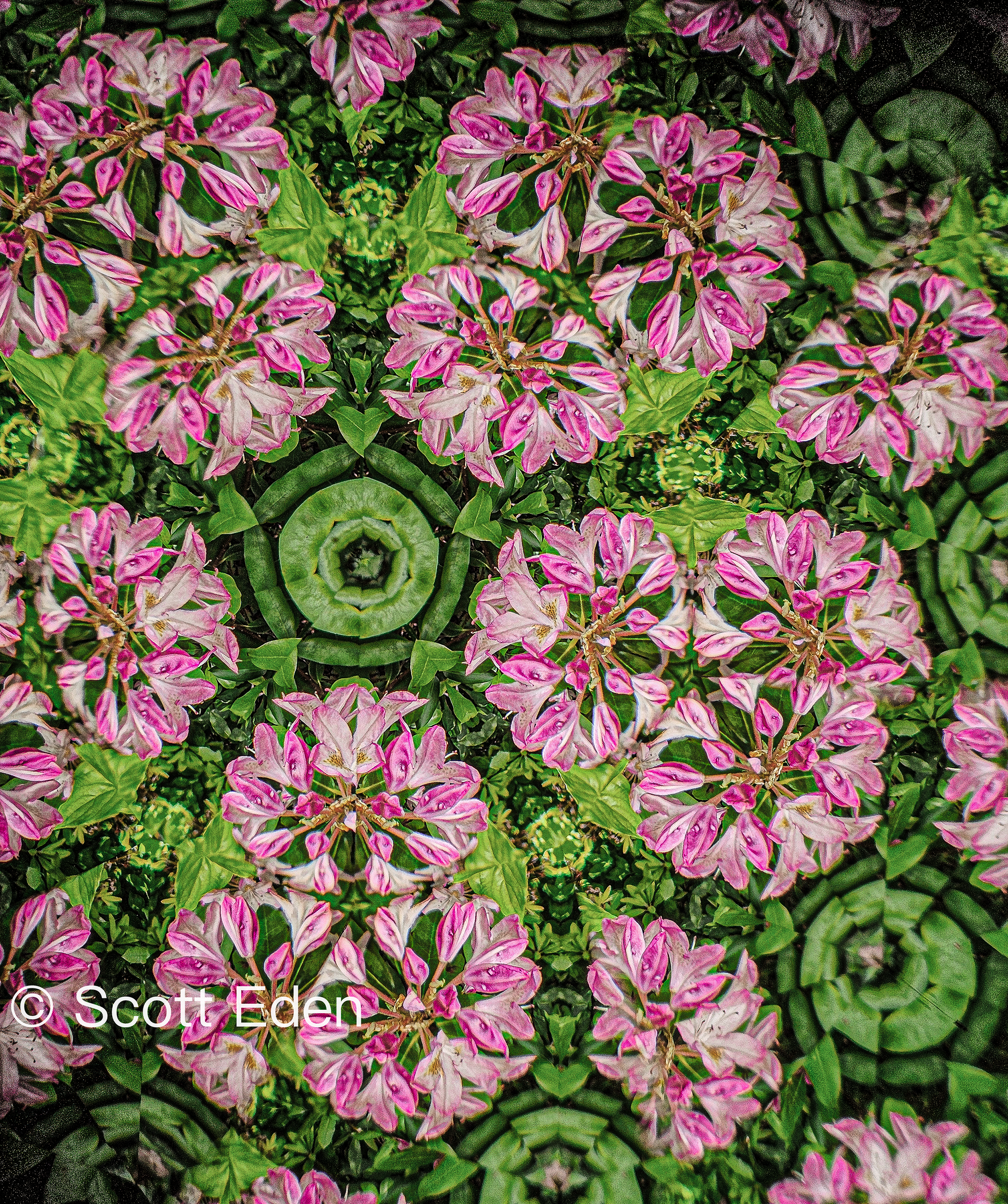 Rhododendron #2