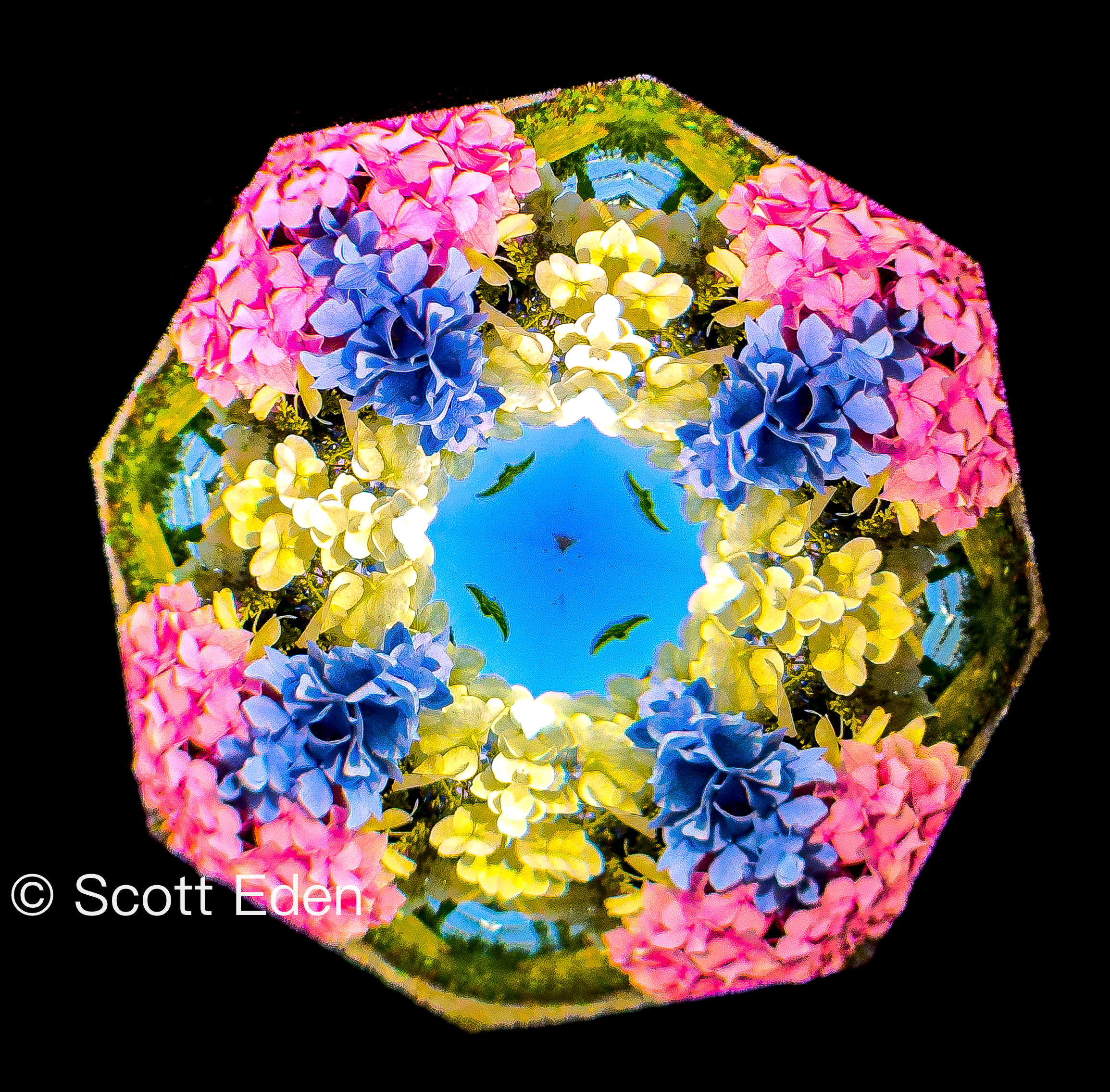 Multicolor Hydrangea