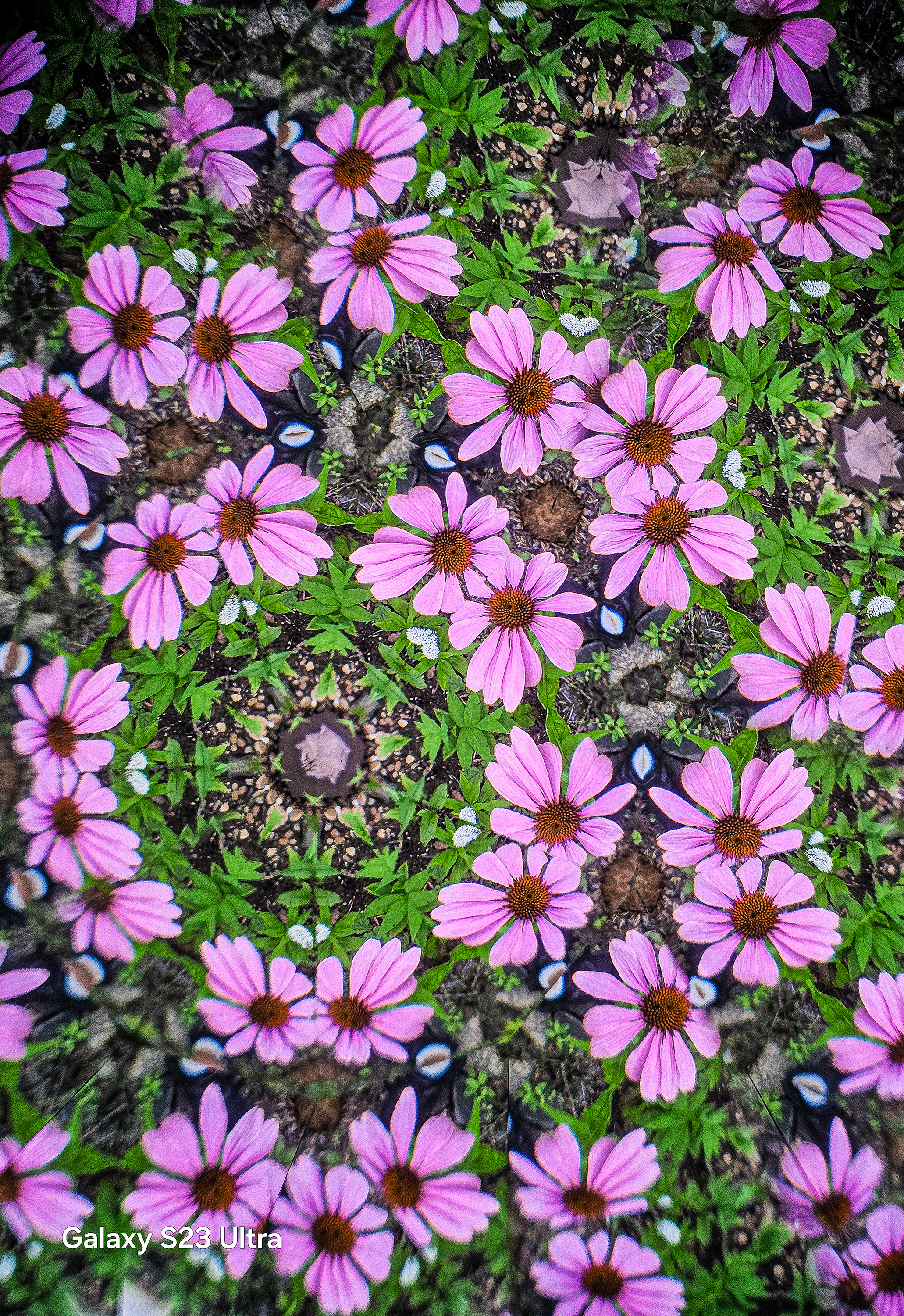Purple Coneflowers #1