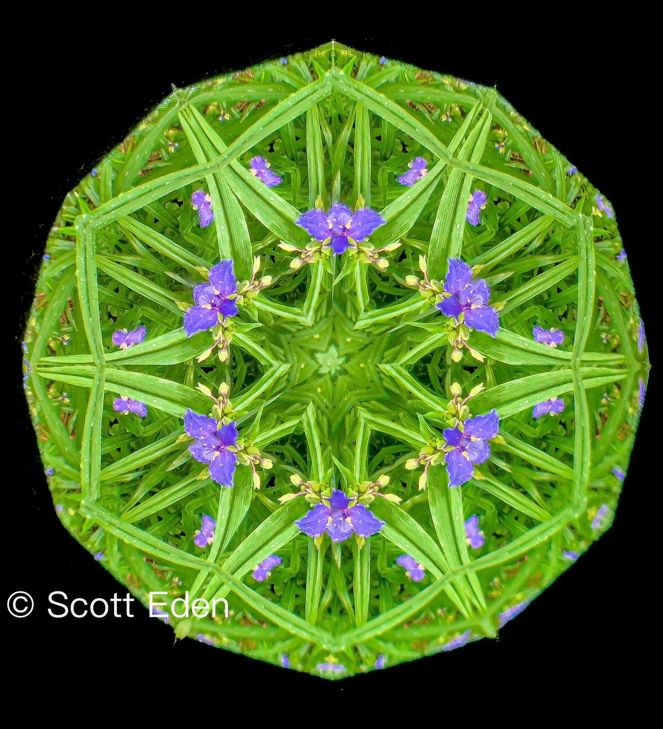 Virginia Spiderwort #1