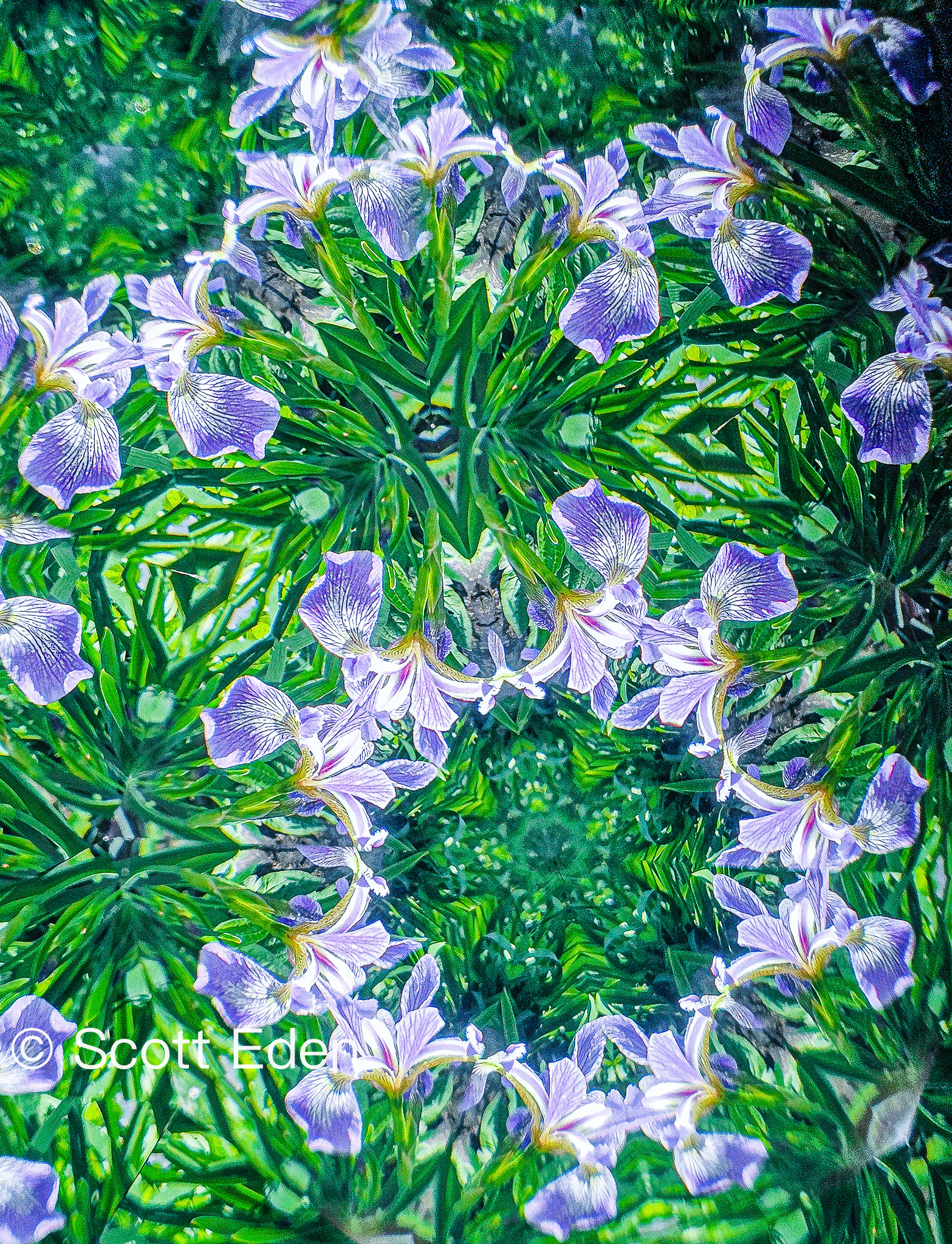 Purple Irises