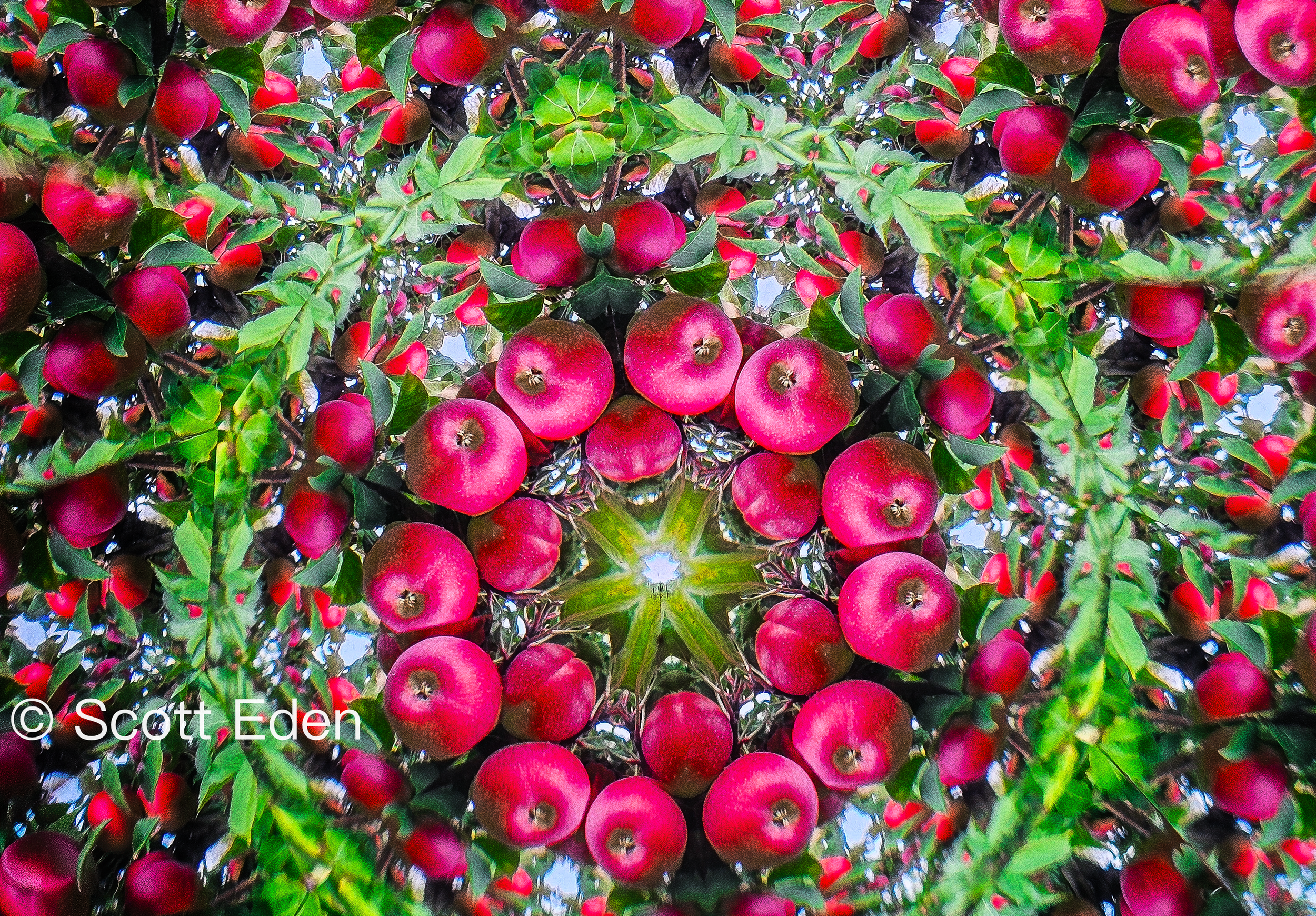 Red Apples