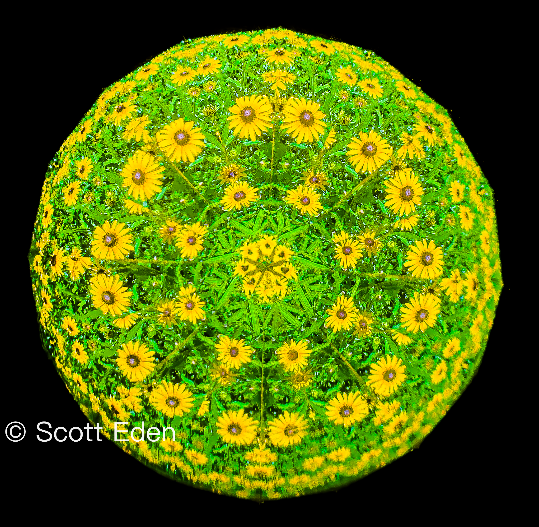 Black Eyed Susans #3