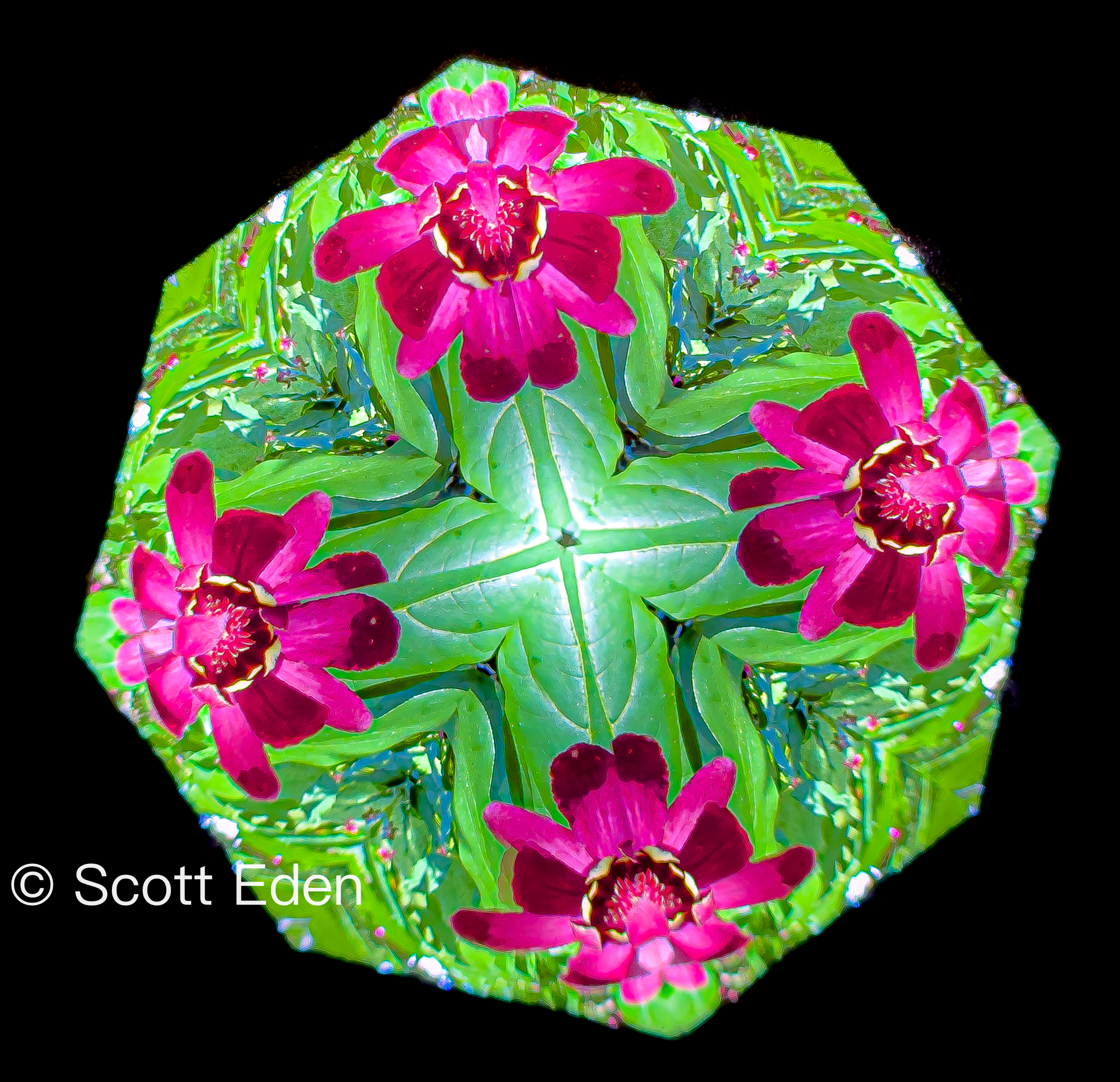 Sweetshrub