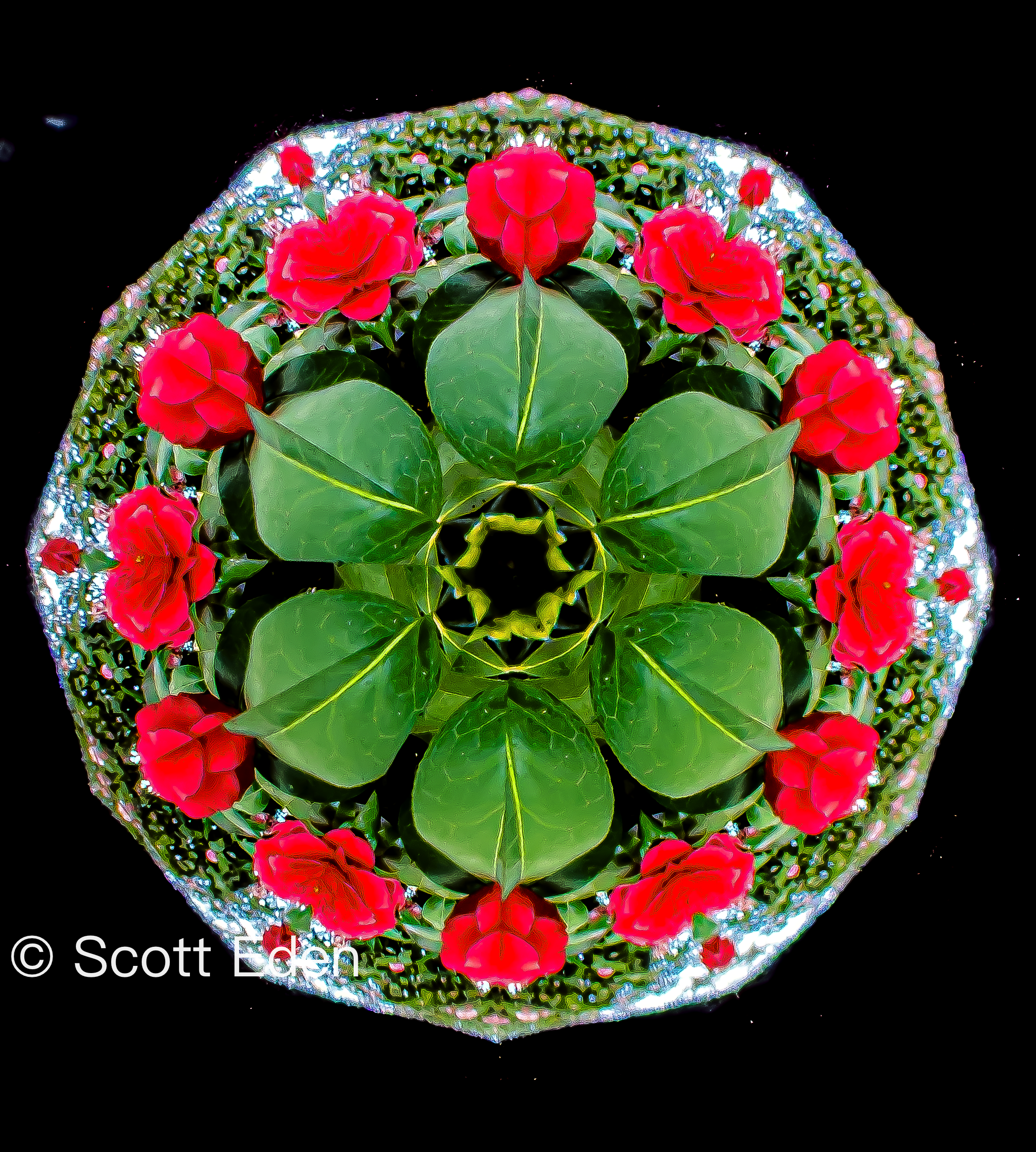 Camellia #2