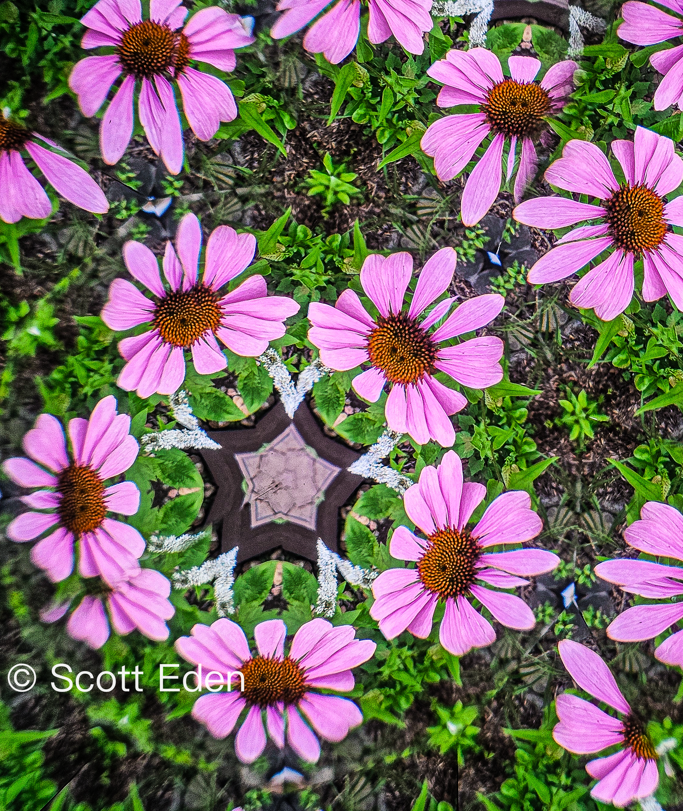 Purple Coneflowers #2