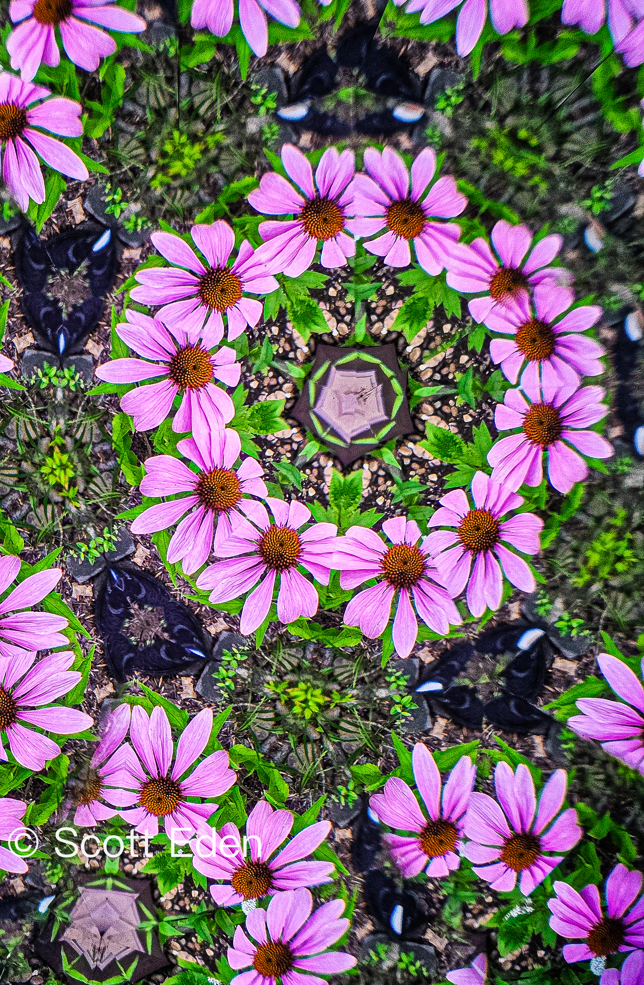 Purple Coneflowers #3