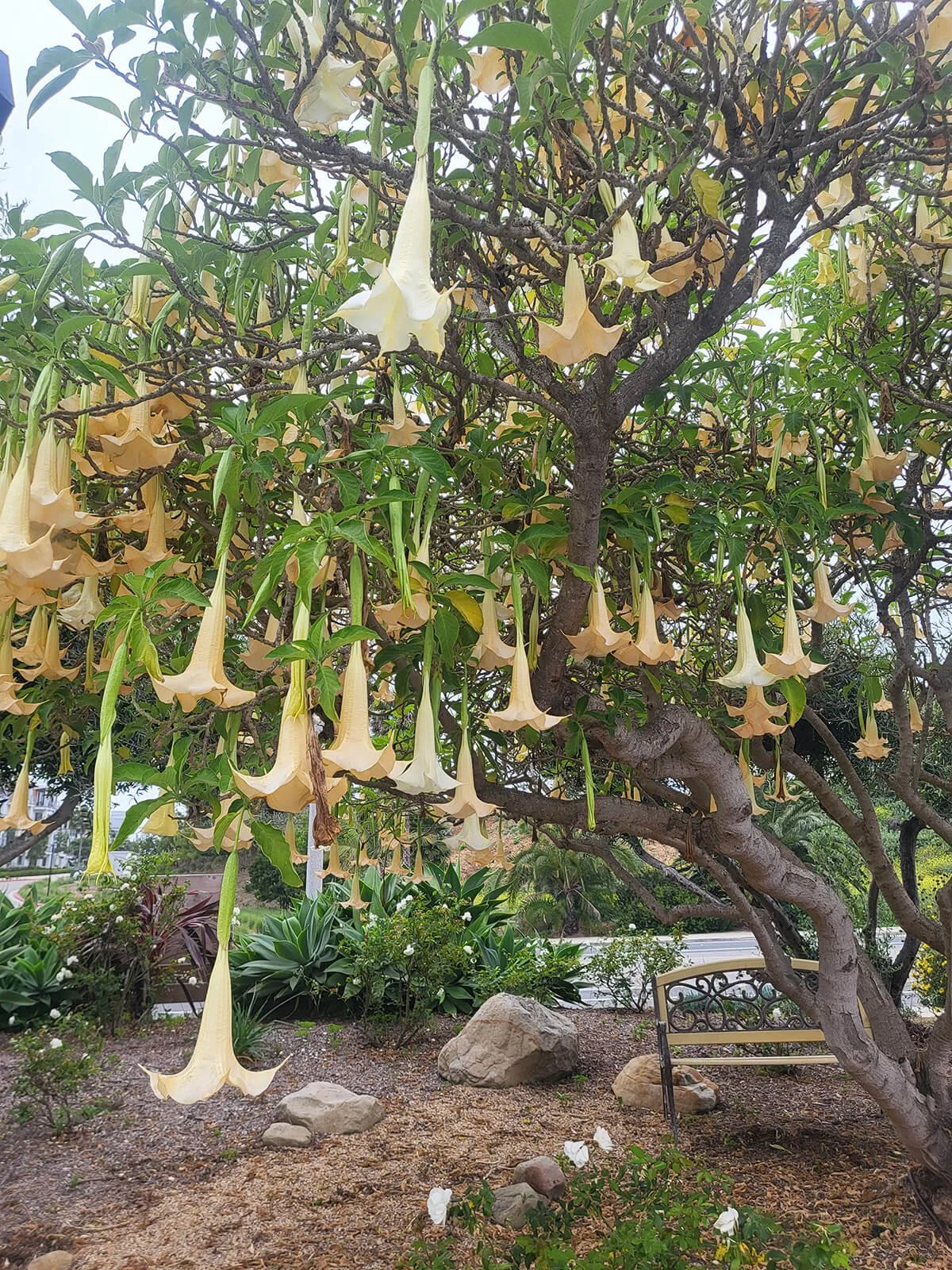 A tree with hanging ivory-colored trumpet-shaped flowers, surrounded by green foliage and rocks, with a bench nearby in a garden setting.