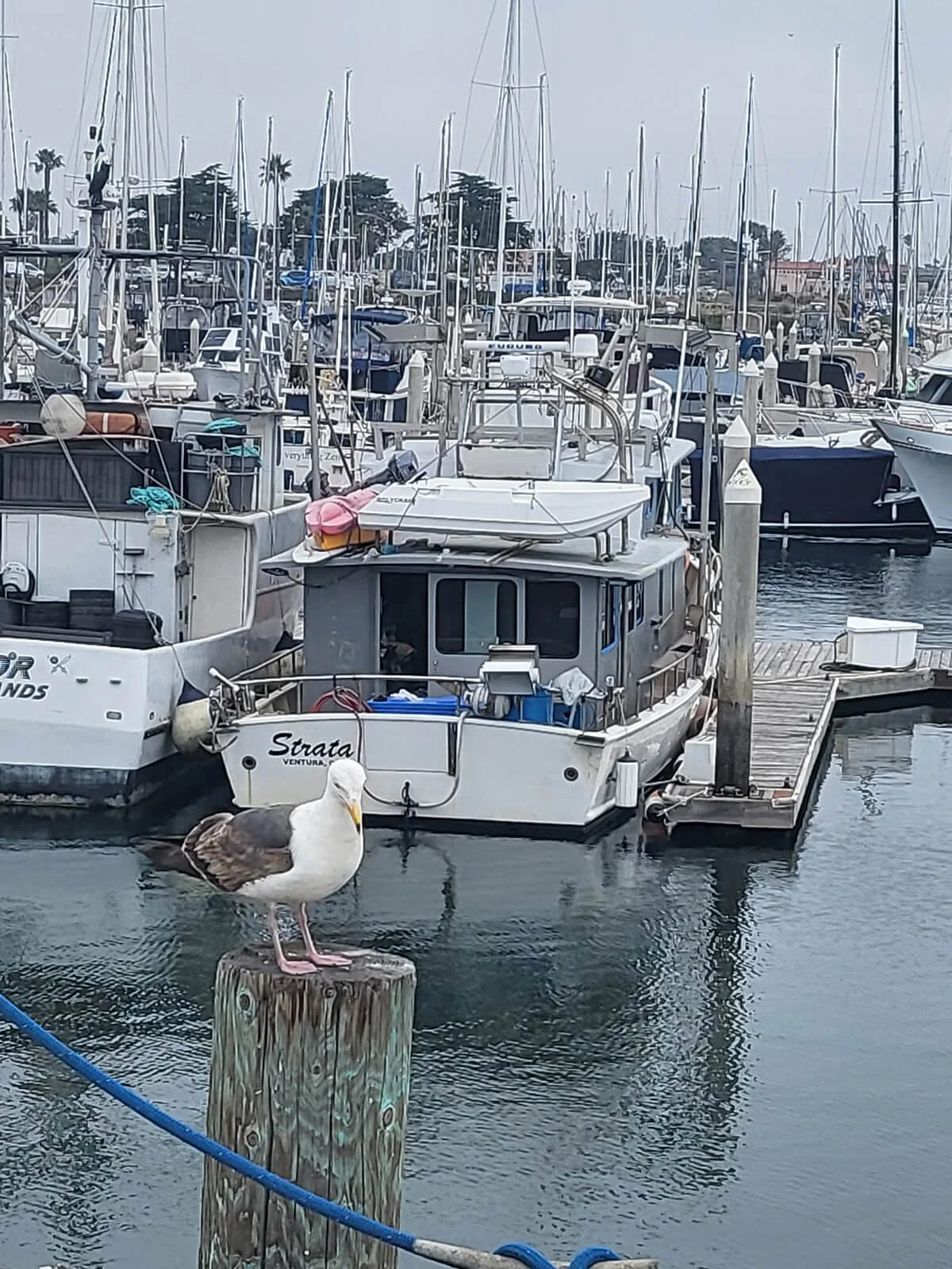 A seagull perched on a wooden post near a marina with numerous moored boats, including a boat named 'Strata', and a cloudy sky.