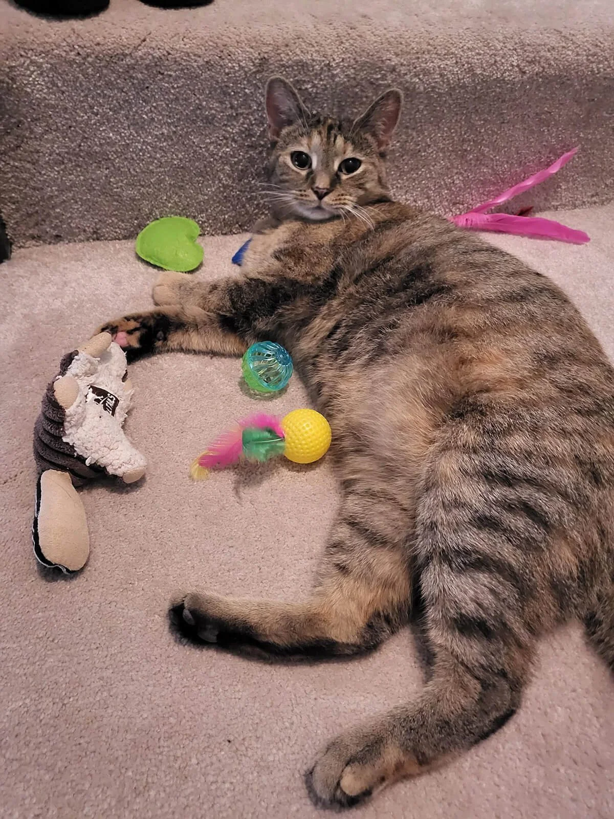 A tabby cat lying on a beige carpet surrounded by colorful cat toys, looking at the camera.