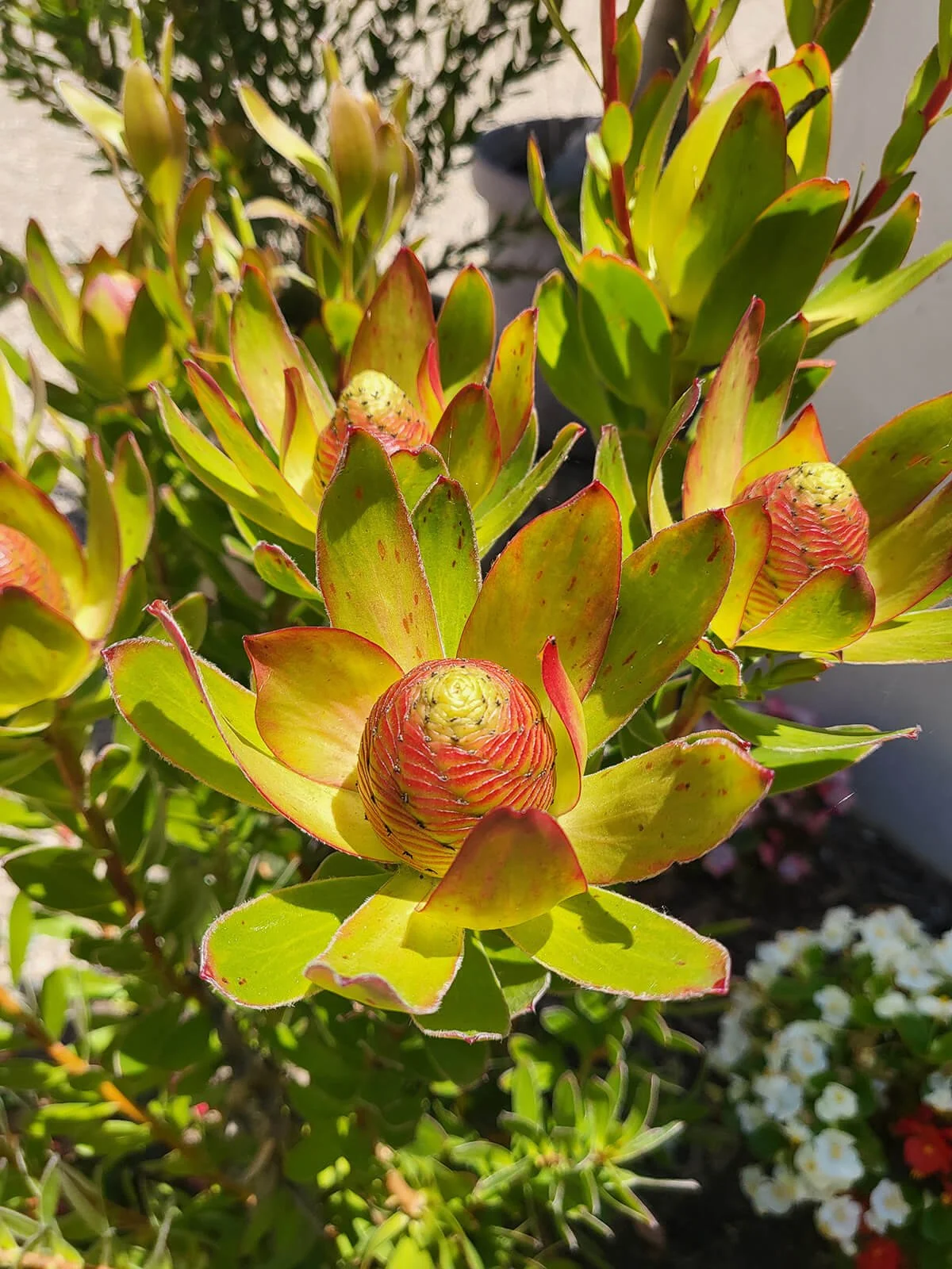 Close-up of a succulent plant with fleshy, green leaves edged in red, with several developing flower buds. The plant is outdoors in sunlight, with blurred foliage and flowers in the background.