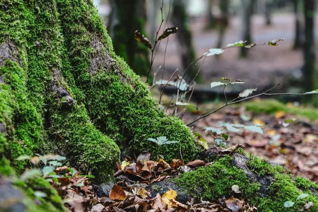 Spirit of the Trees Opening Reception