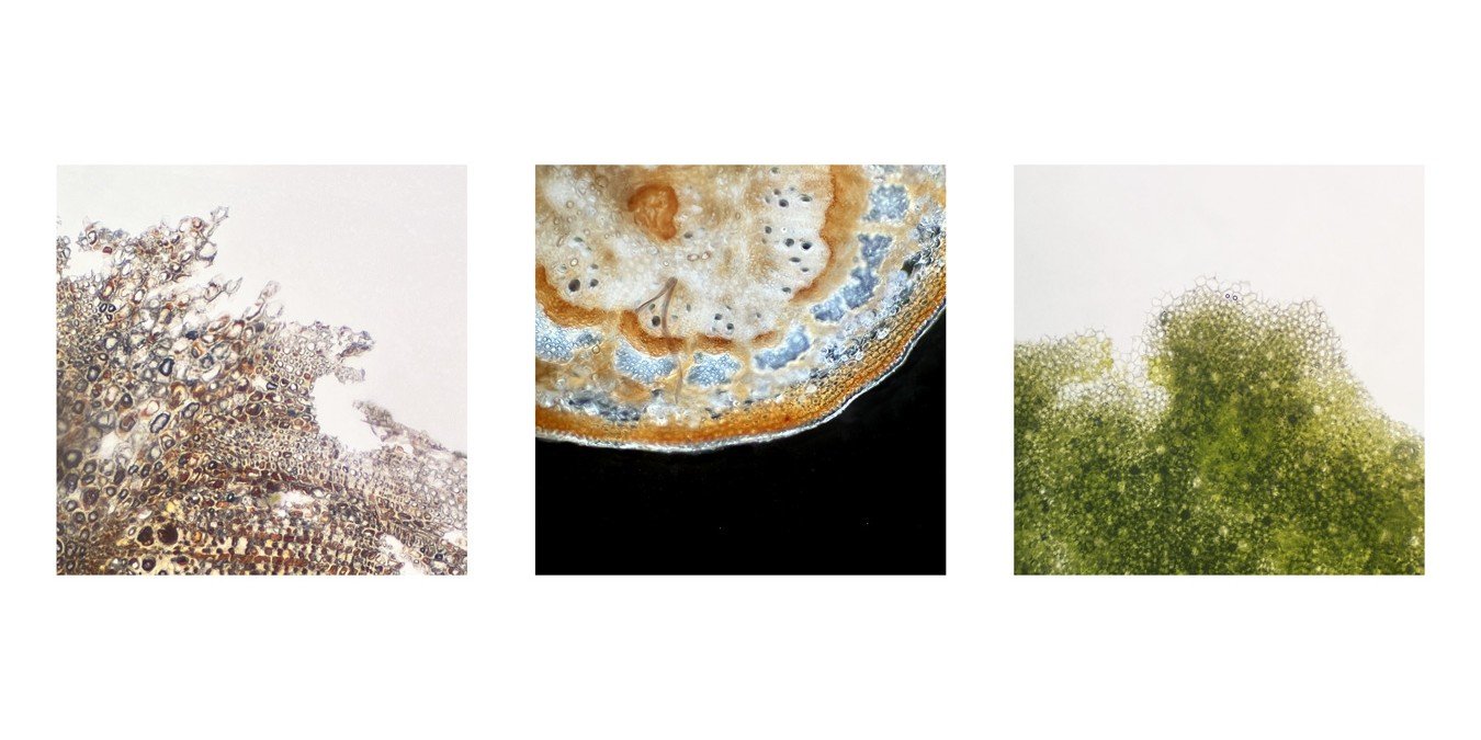 Max Flores - The Essense of a Tree.jpg