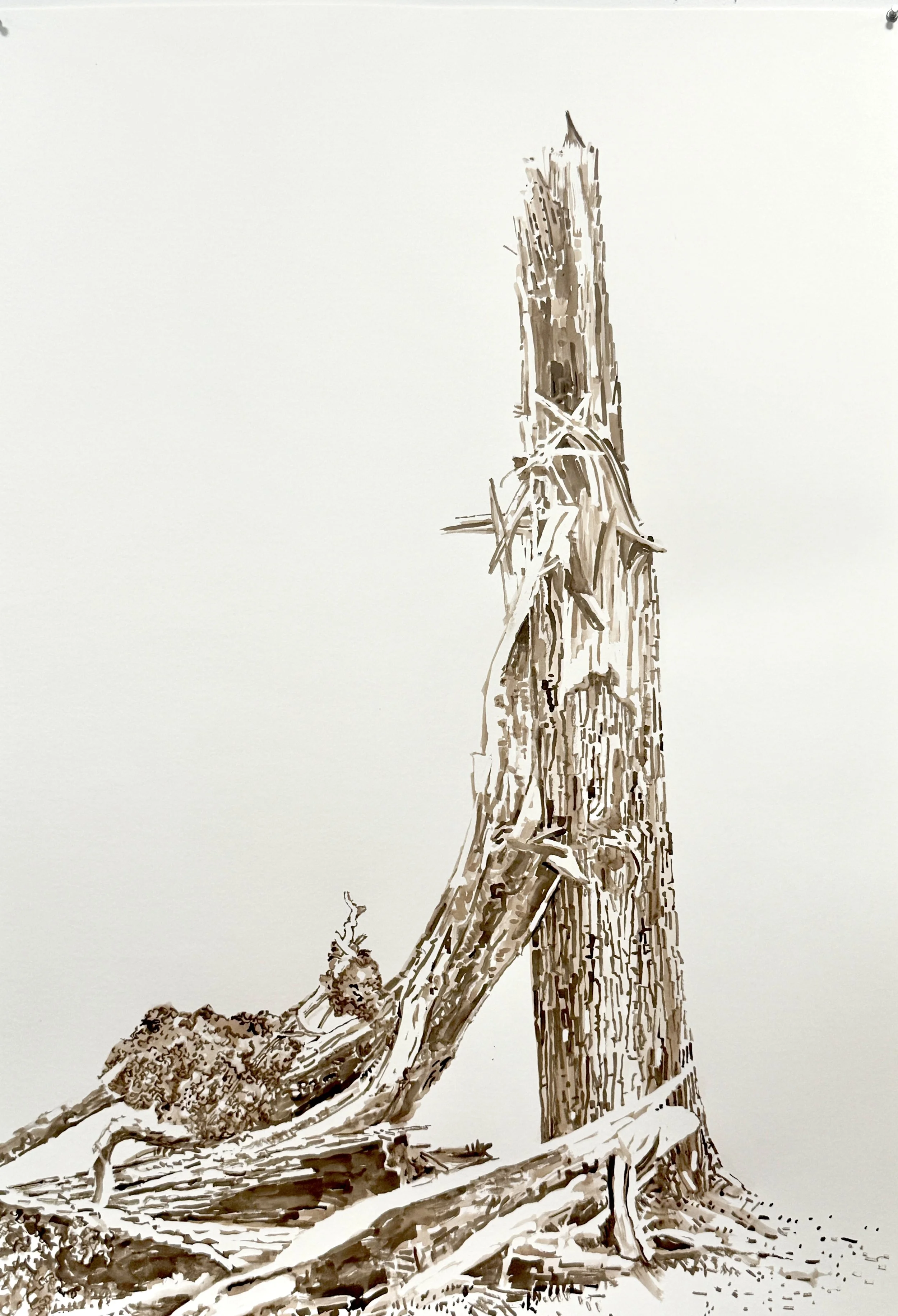 Carol Hodson -  Sentinel.jpg