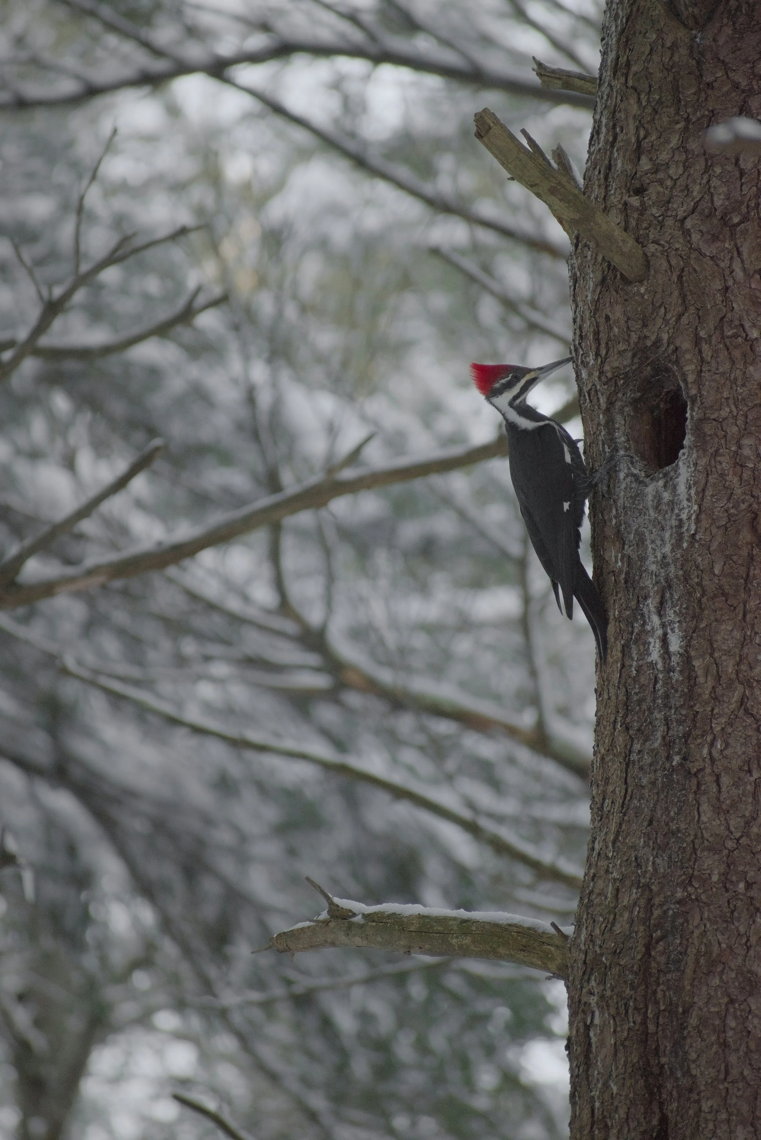 Entry 6 : An Advent Thought on Hope and Woodpeckers 