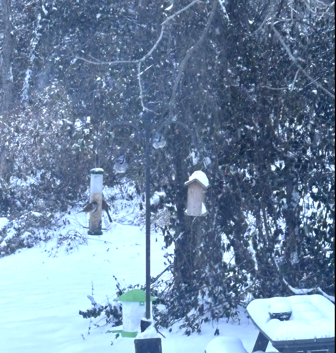 Snow Day Rambles, Making Snow Angels, and Social Justice Rage