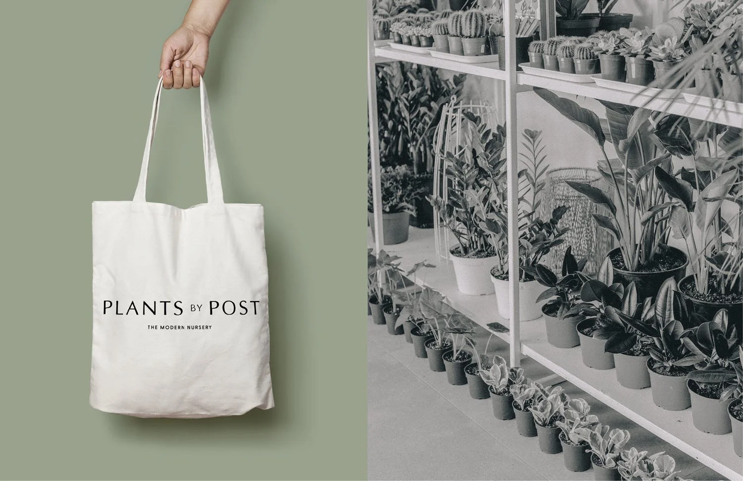 SS-Plants-by-post-branding-2IG.jpg