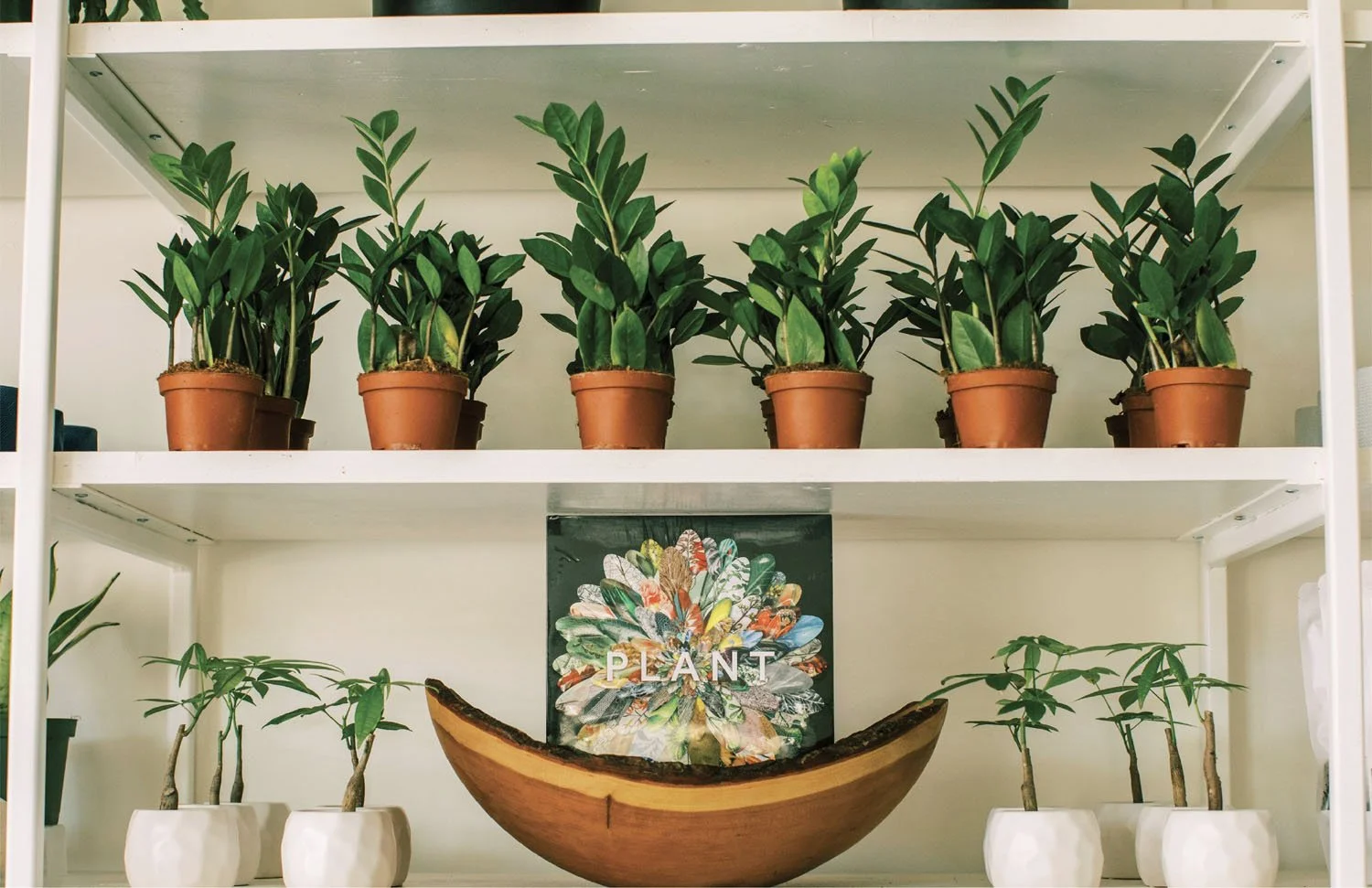 SS-Plants-by-post-branding-6IG.jpg