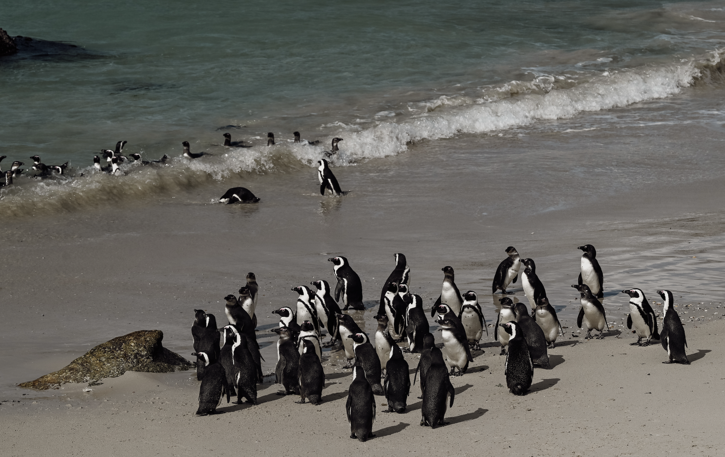 A group of penguins representing the importance of community and mutual support in the recovery journey.