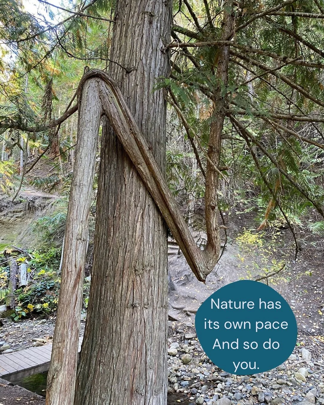 Nature doesn&rsquo;t rush.

A tree doesn&rsquo;t force itself to bloom before it&rsquo;s ready.
A river doesn&rsquo;t question its flow.
The earth knows when to rest, when to rise, and when to begin again.

We&rsquo;re not so different.

Some seasons