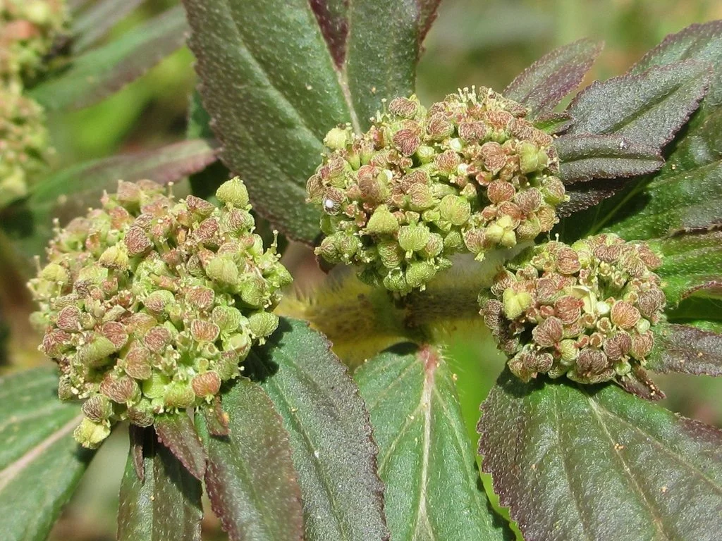 Euphorbia hirta (“Do As I Say” Plant) – Comprehensive Profile