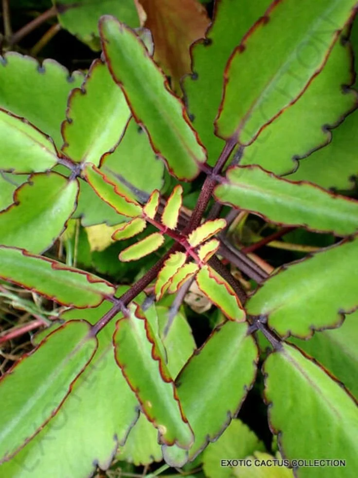 Leaf of Life (Bryophyllum pinnatum / Kalanchoe pinnata) – A Miracle Succulent