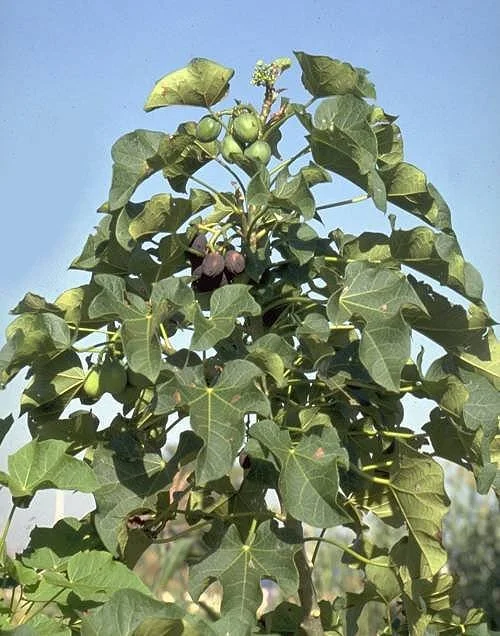 Physic Nut (Jatropha curcas) – Comprehensive Report