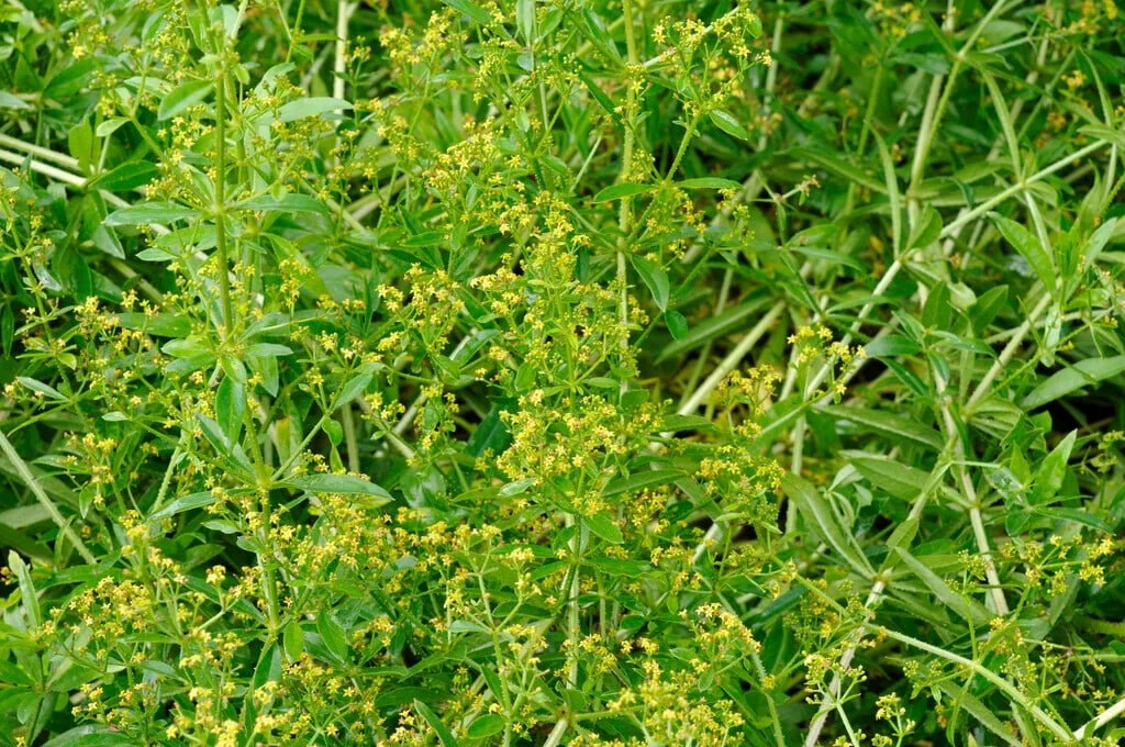 Madder (Rubia tinctorum): Traditional Uses, Phytochemistry, Modern Research, and Safety