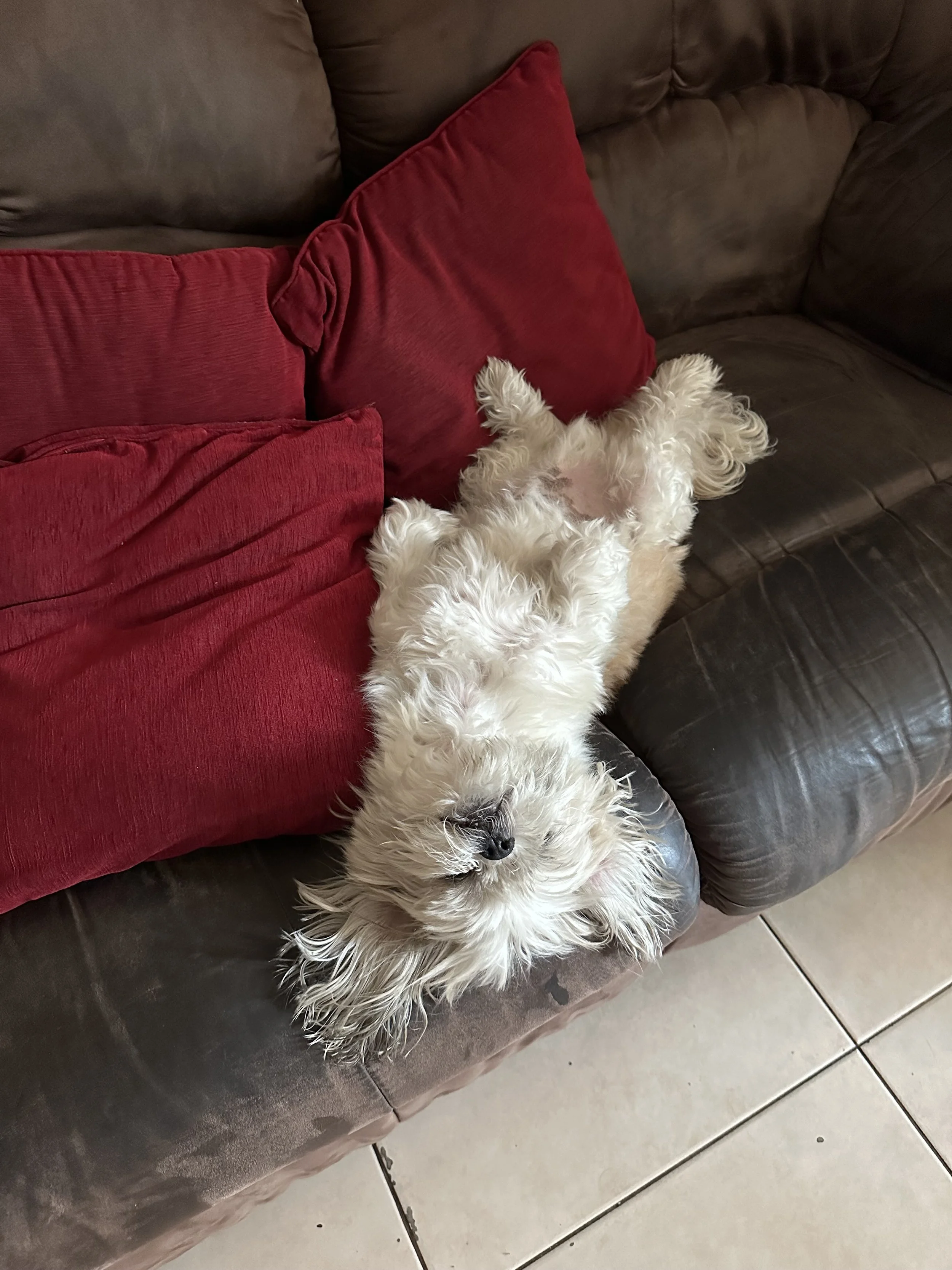 A fluffy dog sleeping on its back on a brown couch with red cushions.