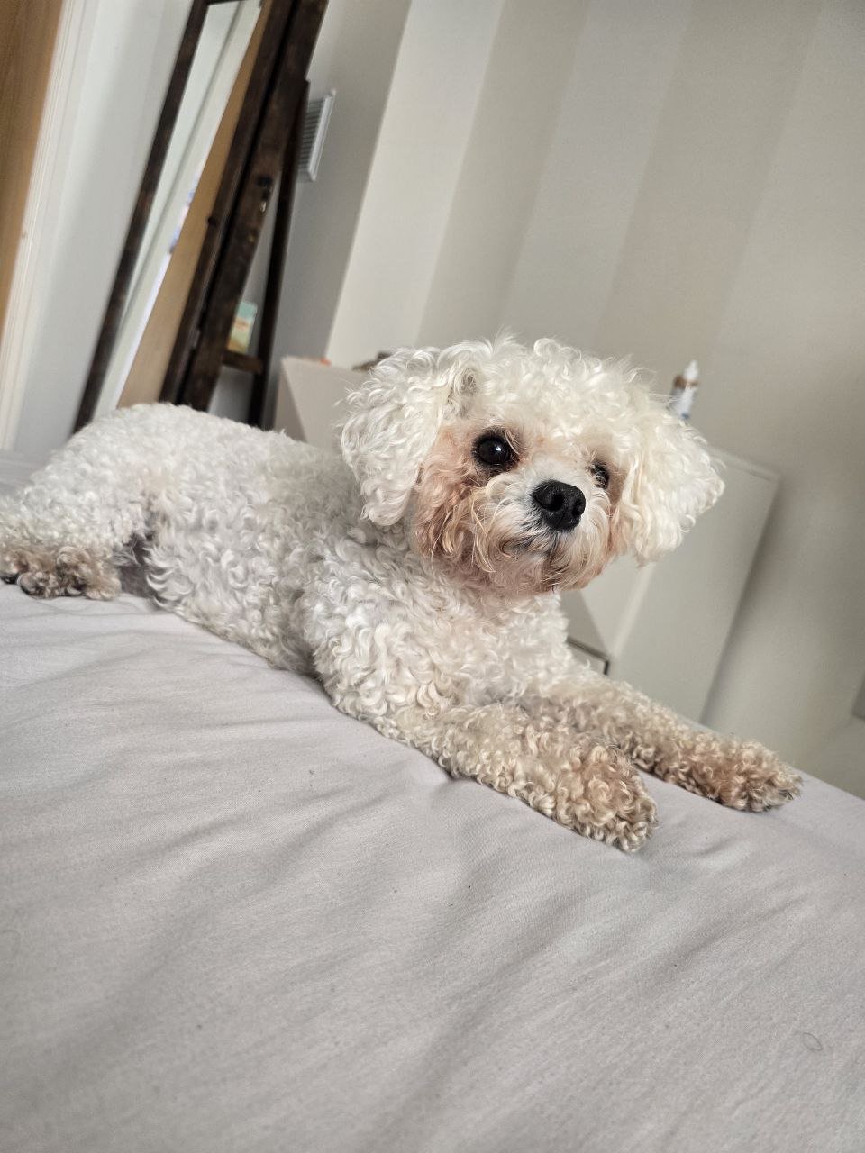 A small, white, curly-haired dog lying on a bed, looking at the camera with dark eyes, in a bedroom setting.