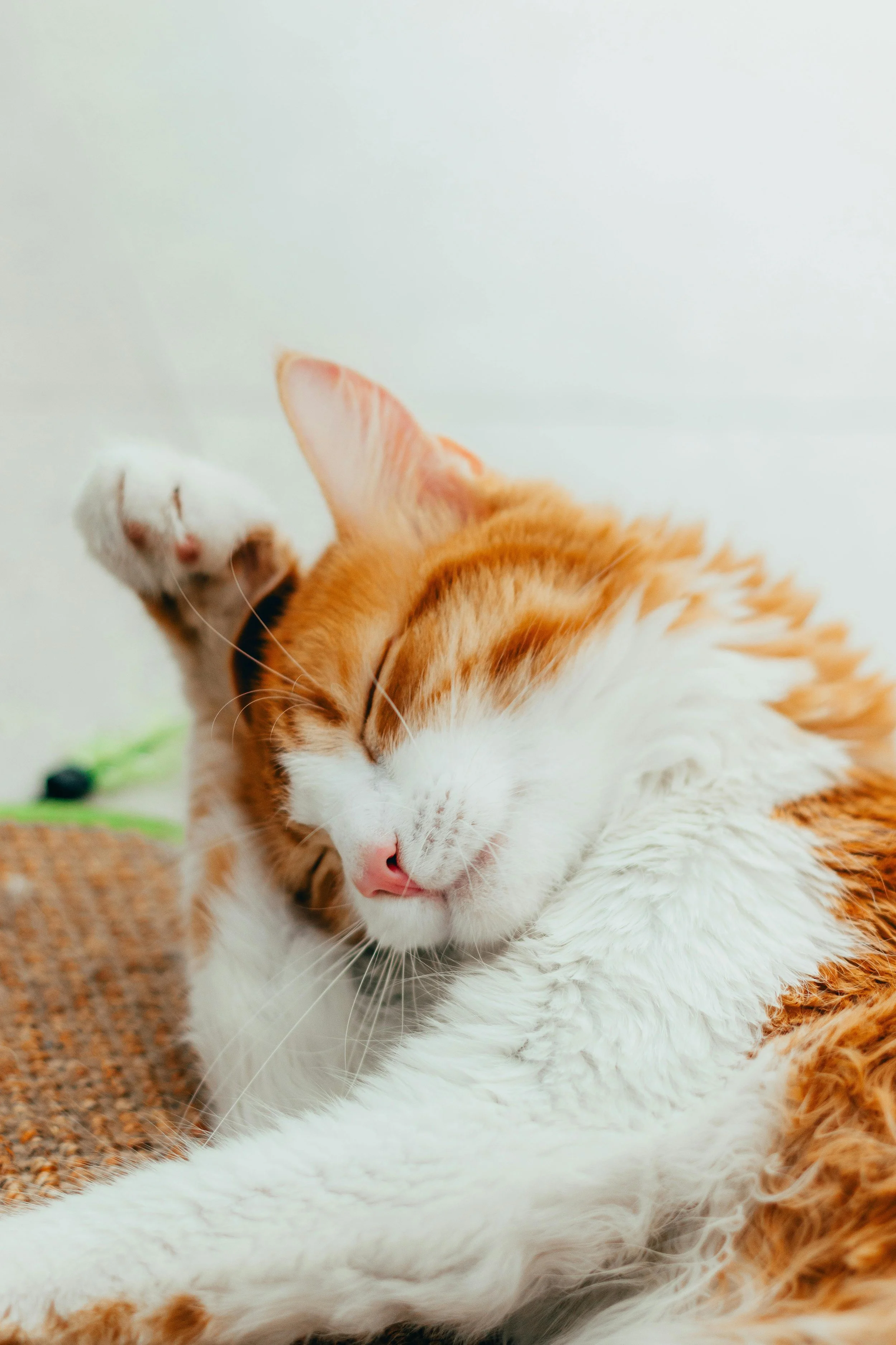 Verfilztes Fell bei Katzen – warum regelmässige Pflege so wichtig ist