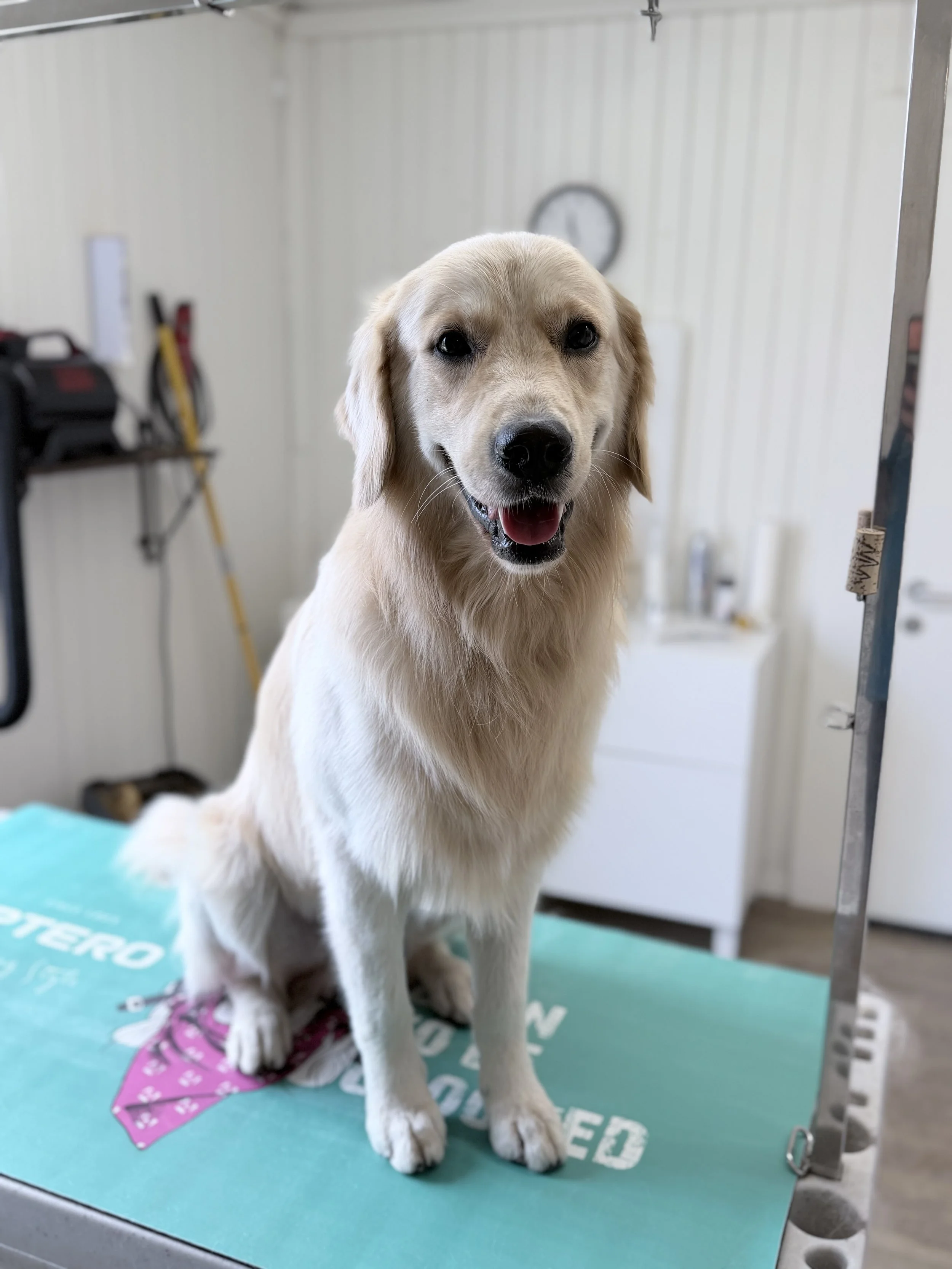Golden Retriever nach der Behandlung