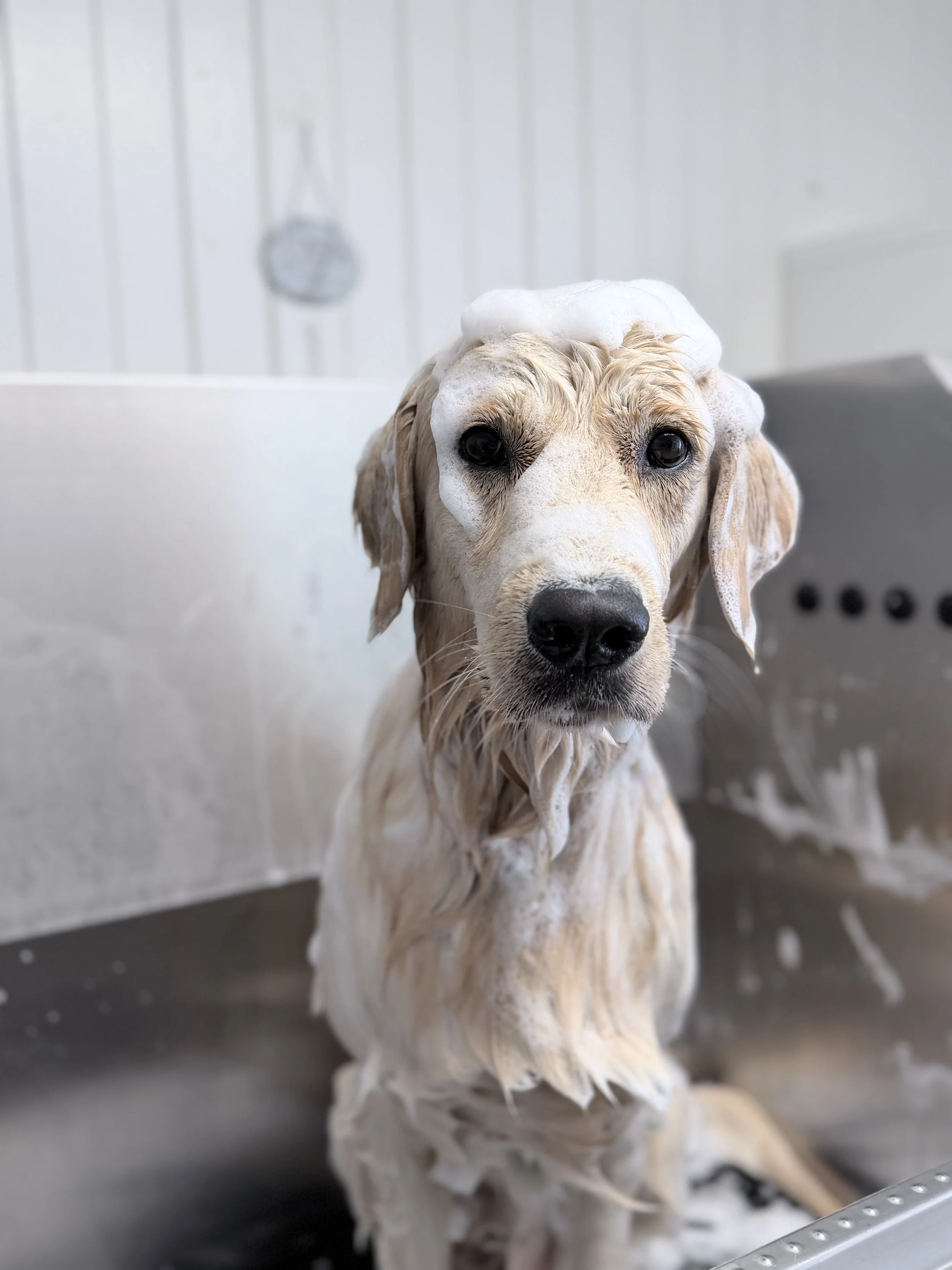 Golden Retriever beim Waschen