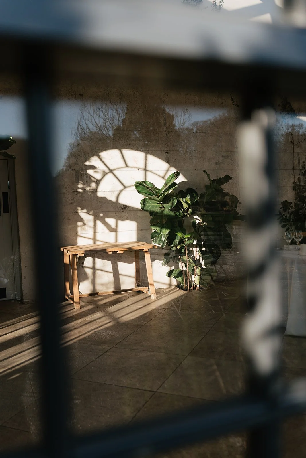 Interior scene with a wooden bench, potted green plant, and shadow of a window on a white brick wall, seen through a lattice structure.