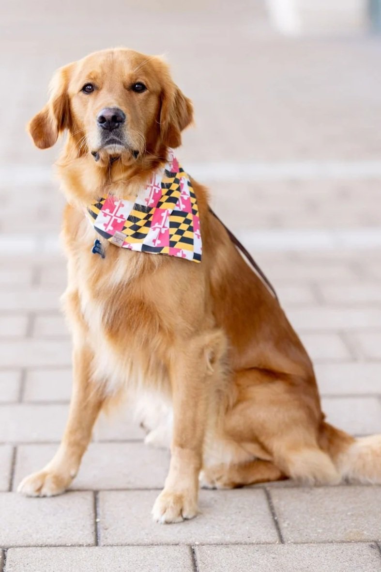 Golden retriever dog sitting on a brick sidewalk, wearing a Maryland-themed bandana.