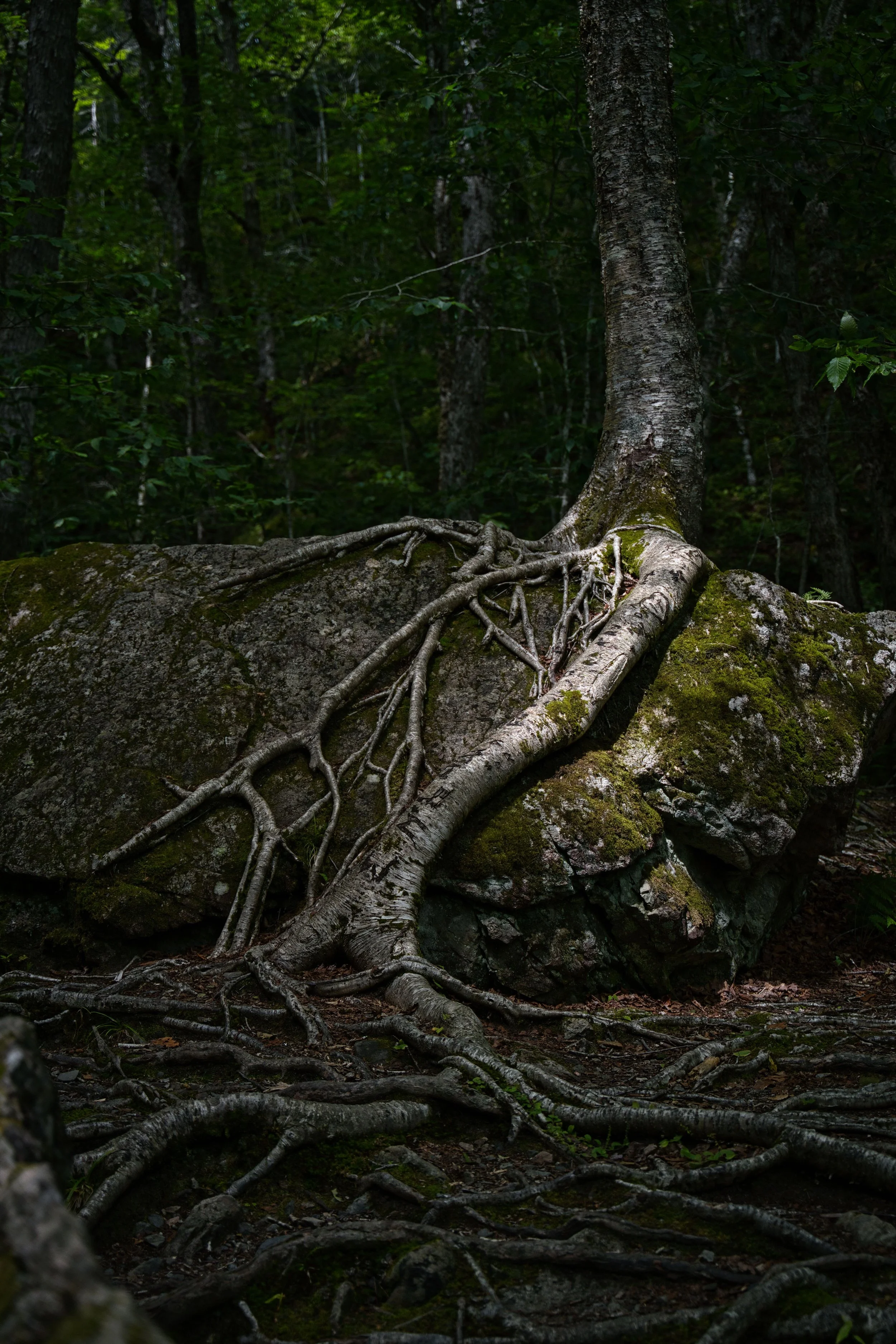 David’s Root