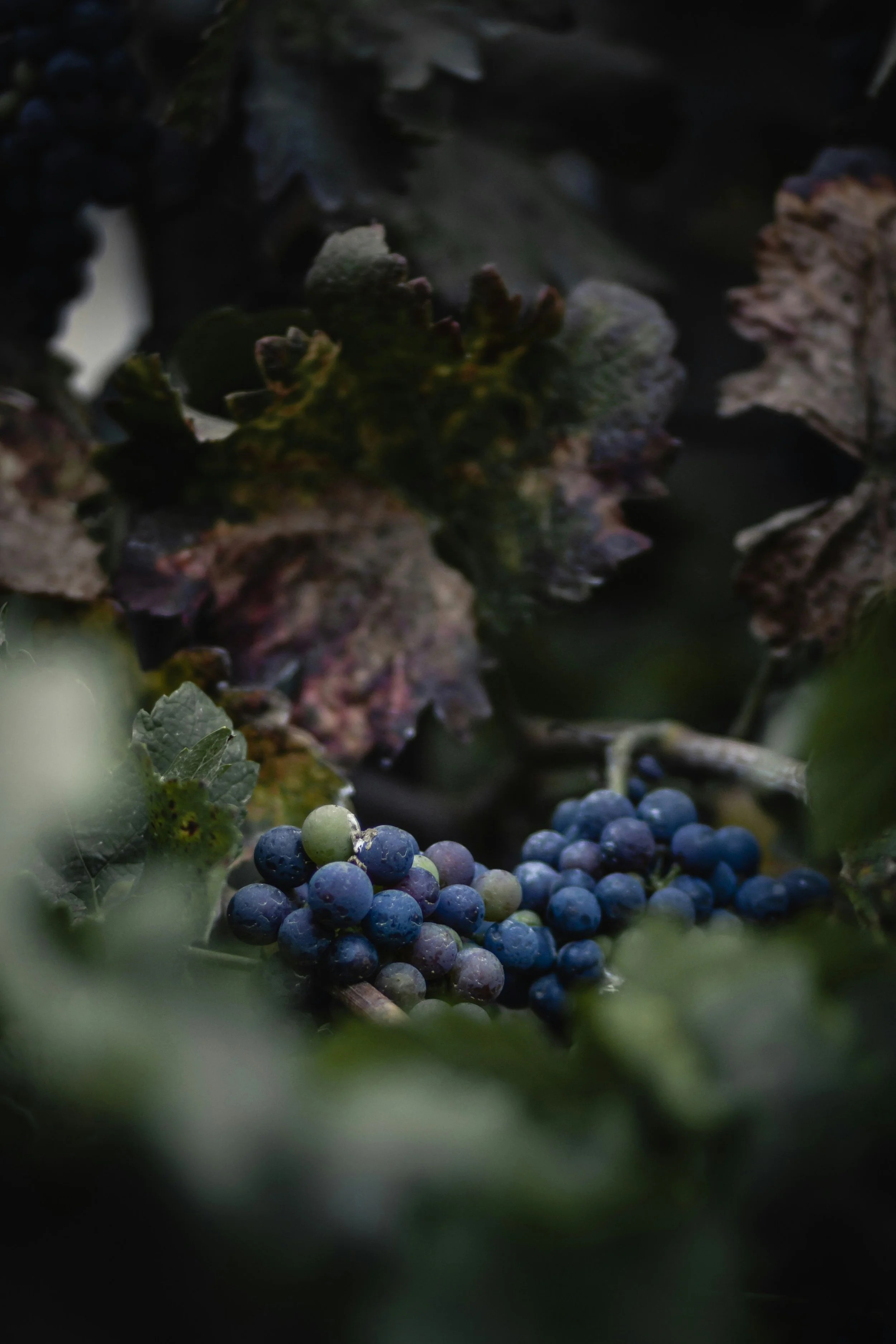 Late Harvest