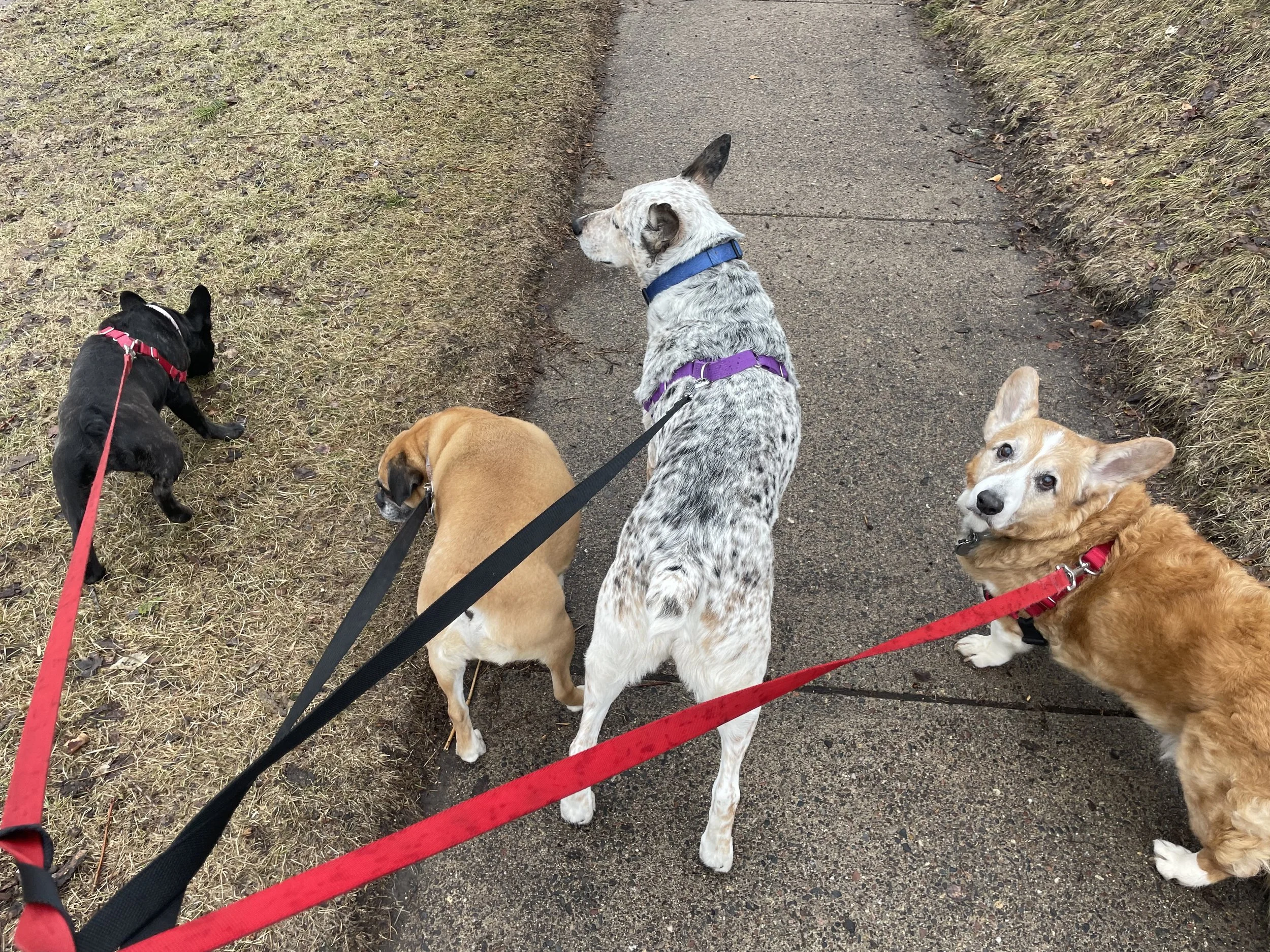 Four dogs on leashes standing on a sidewalk next to a grassy area