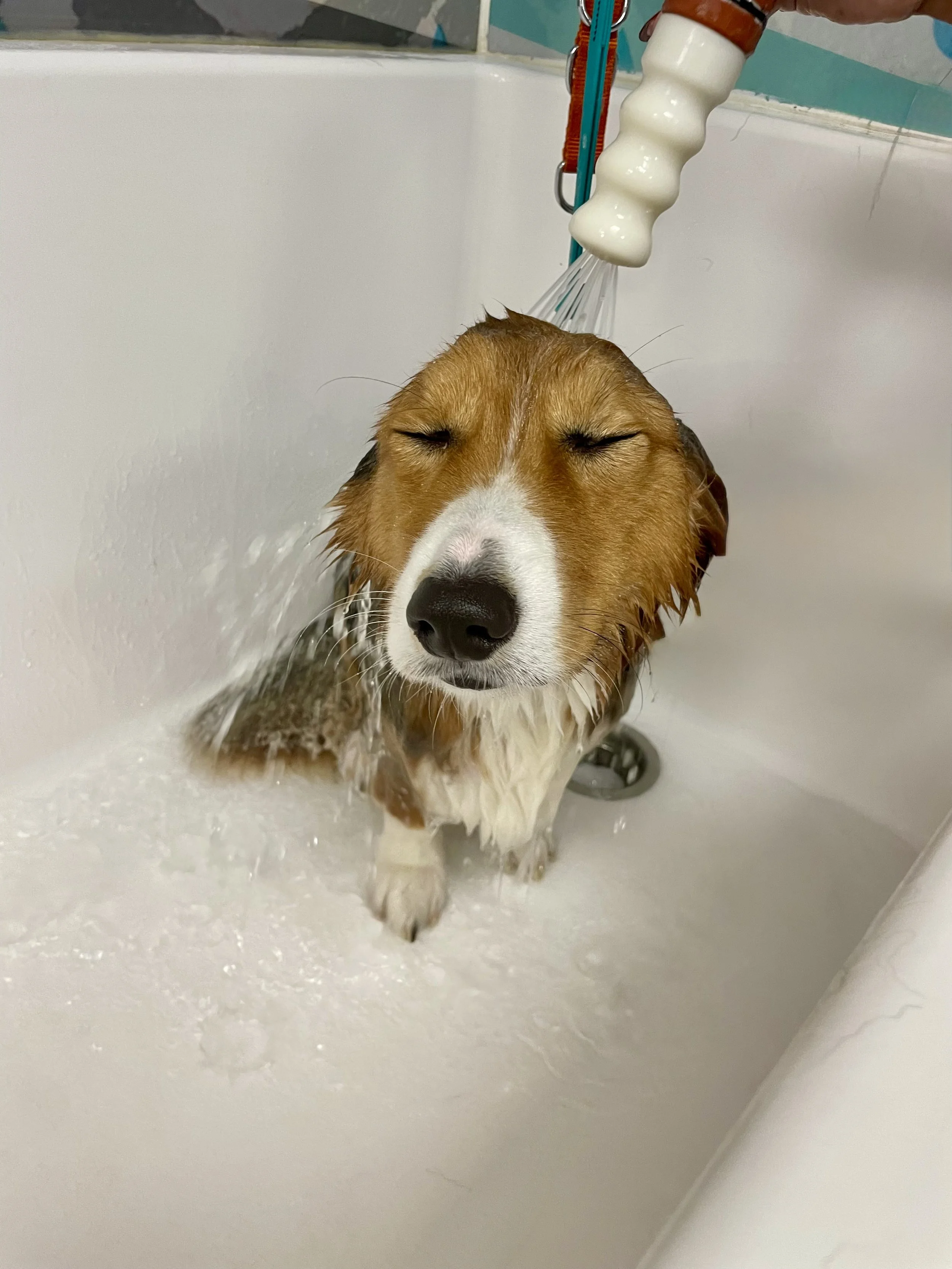 A brown and white corgi happily taking a bath in a white tub, with eyes closed and water running on its head.
