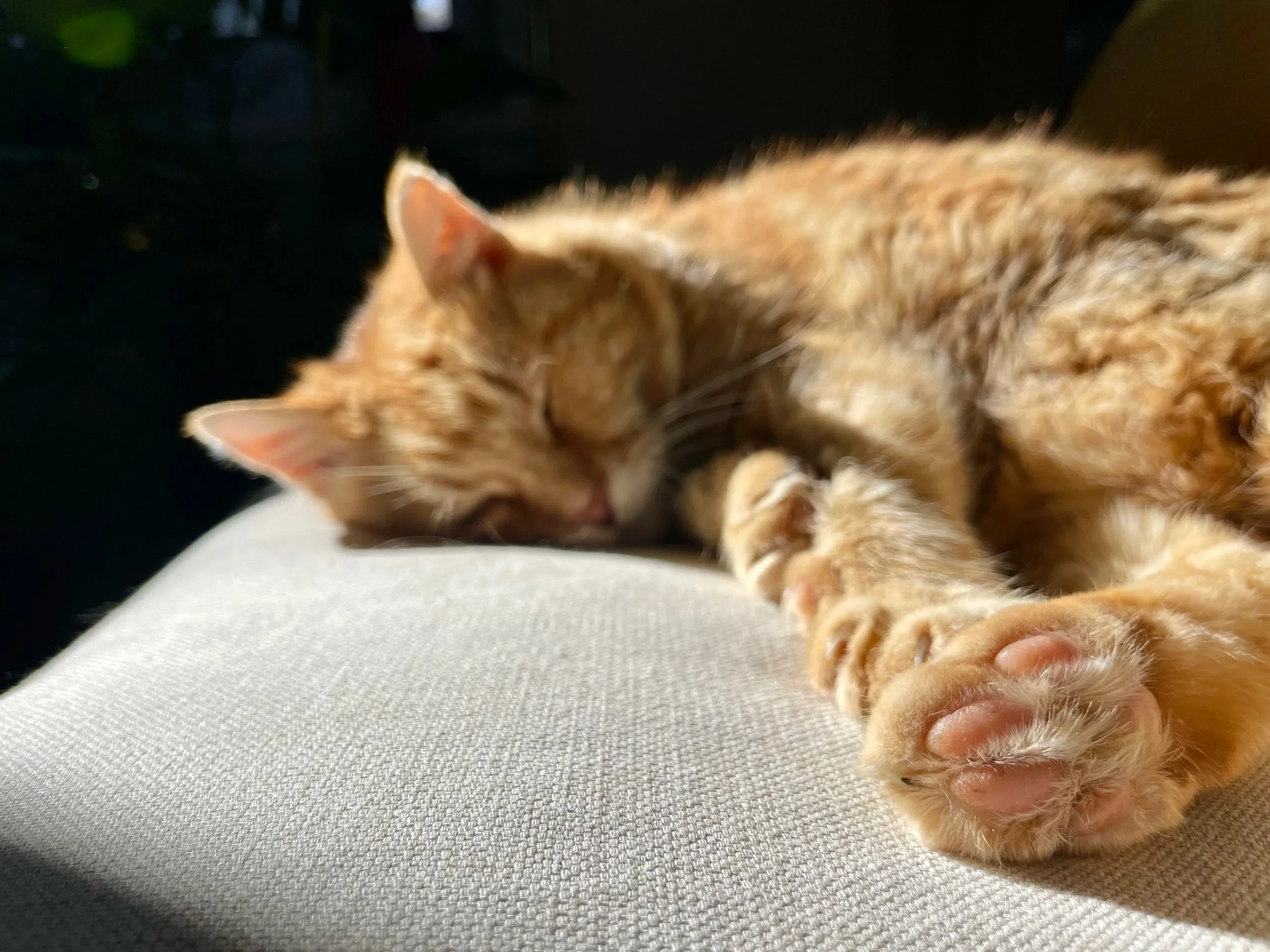A ginger tabby cat sleeping on a beige fabric surface with its paw extended forward.