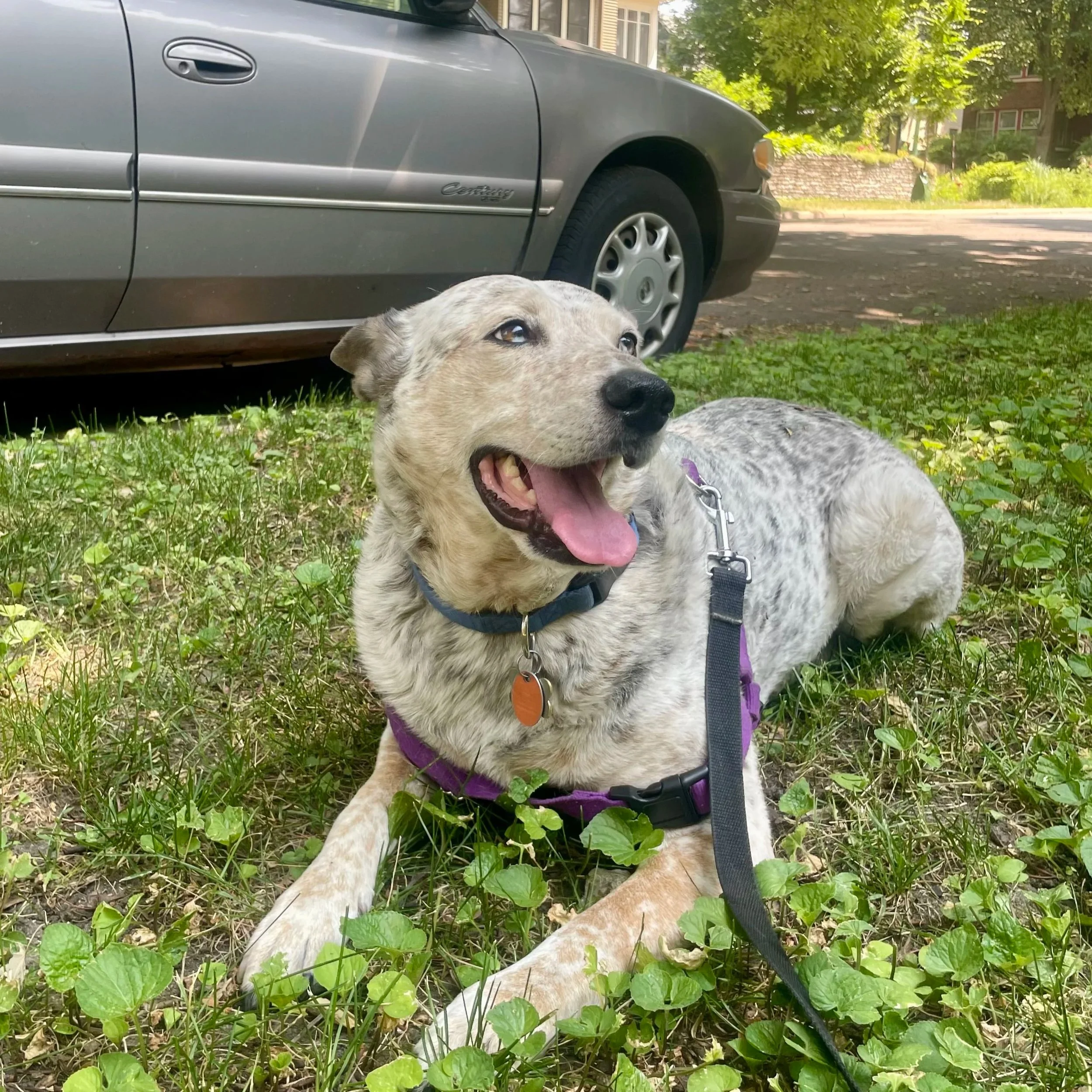 A white dog with gray spots is lying in the grass next to a car.