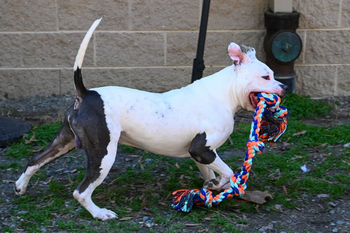 Clear the Shelter Adoption Event | Dogs & Cats