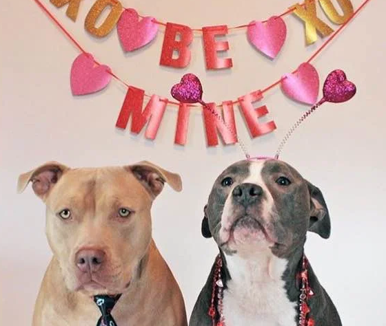 Valentine’s Day Pittie Party